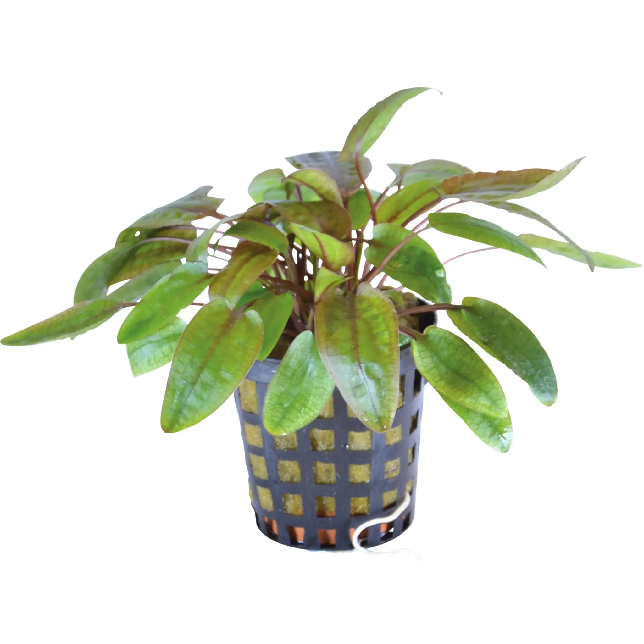 Cryptocoryne flamingo - Aqua Essentials