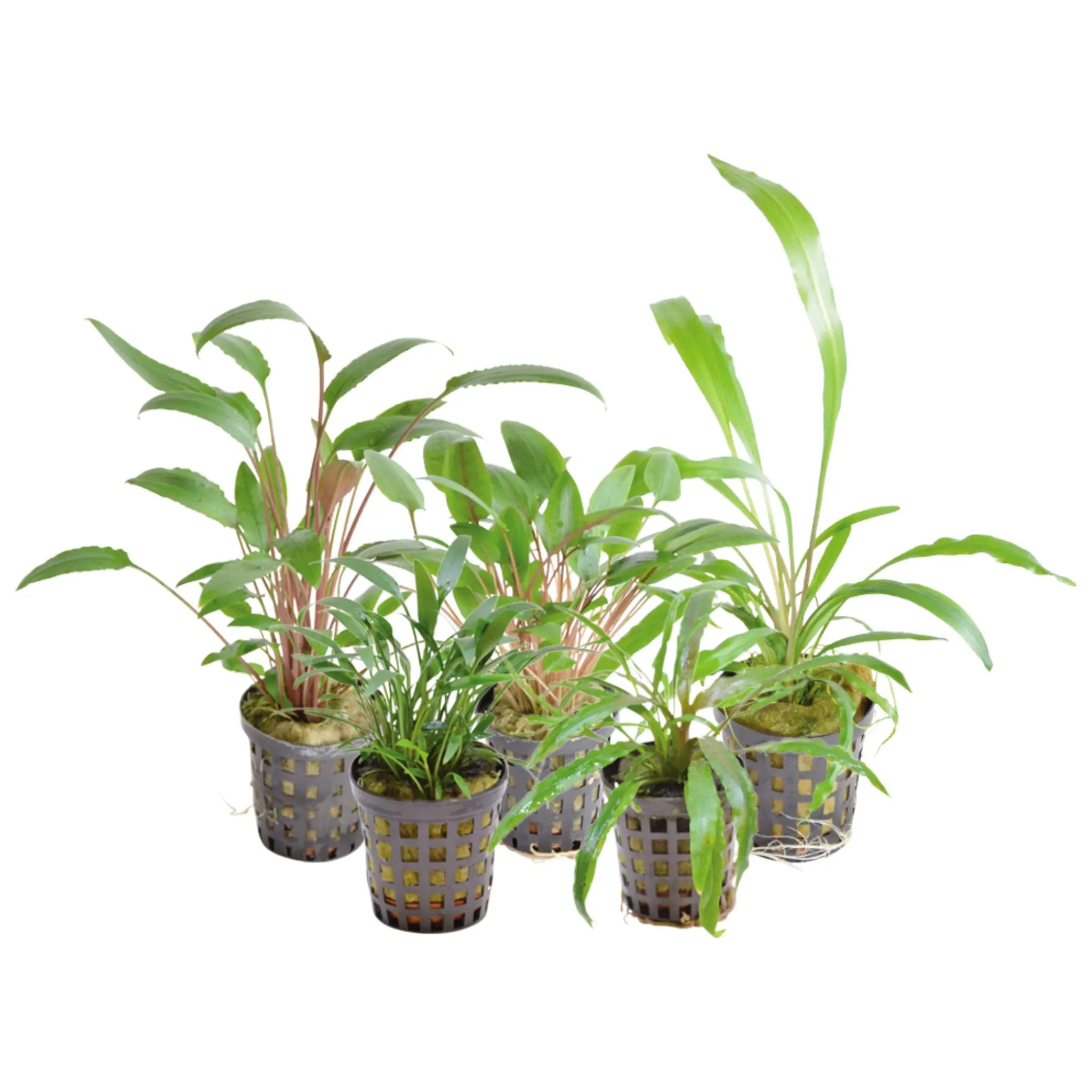 Cryptocoryne mix - Aqua Essentials