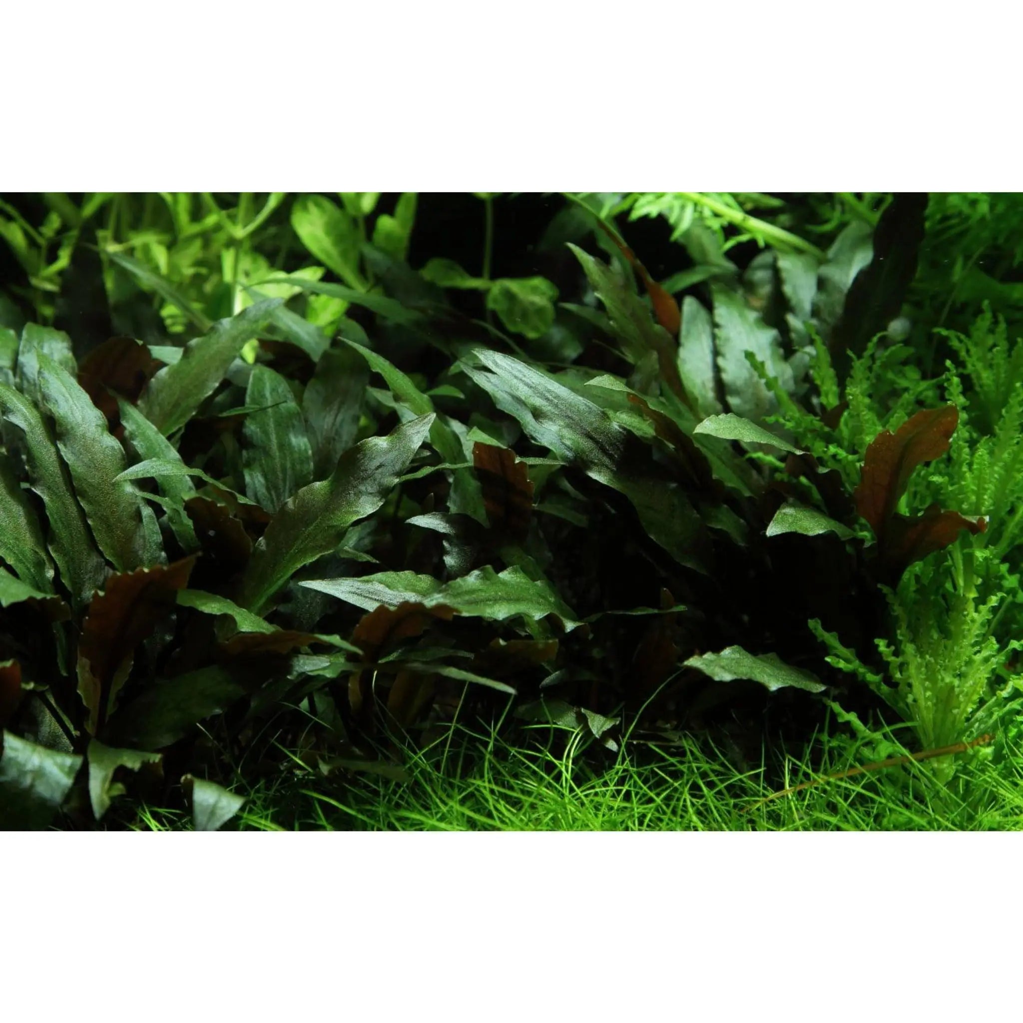 Cryptocoryne petchii - Aqua Essentials