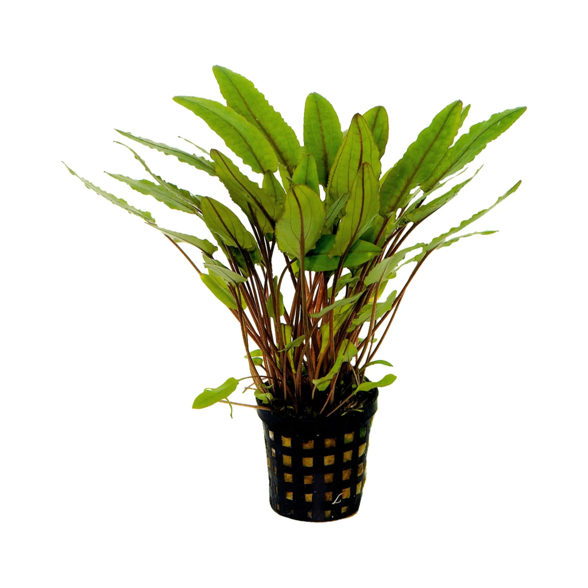Cryptocoryne petchii - Aqua Essentials