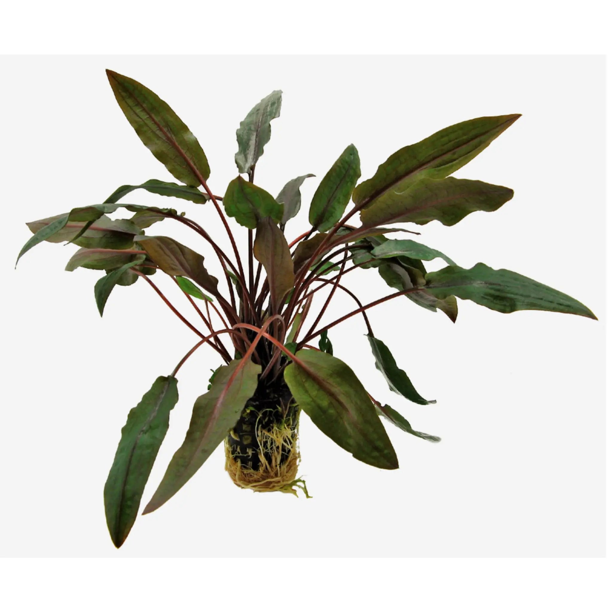 Cryptocoryne undulatus brown - Aqua Essentials