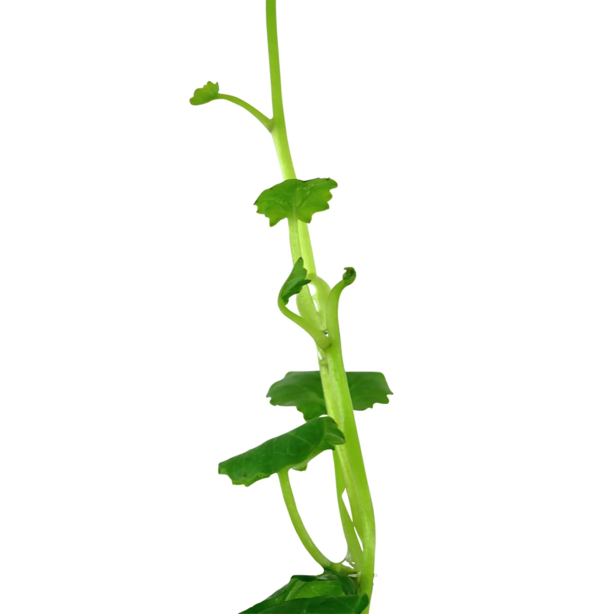 Cardamine lyrata (Japanese cress) - Aqua Essentials