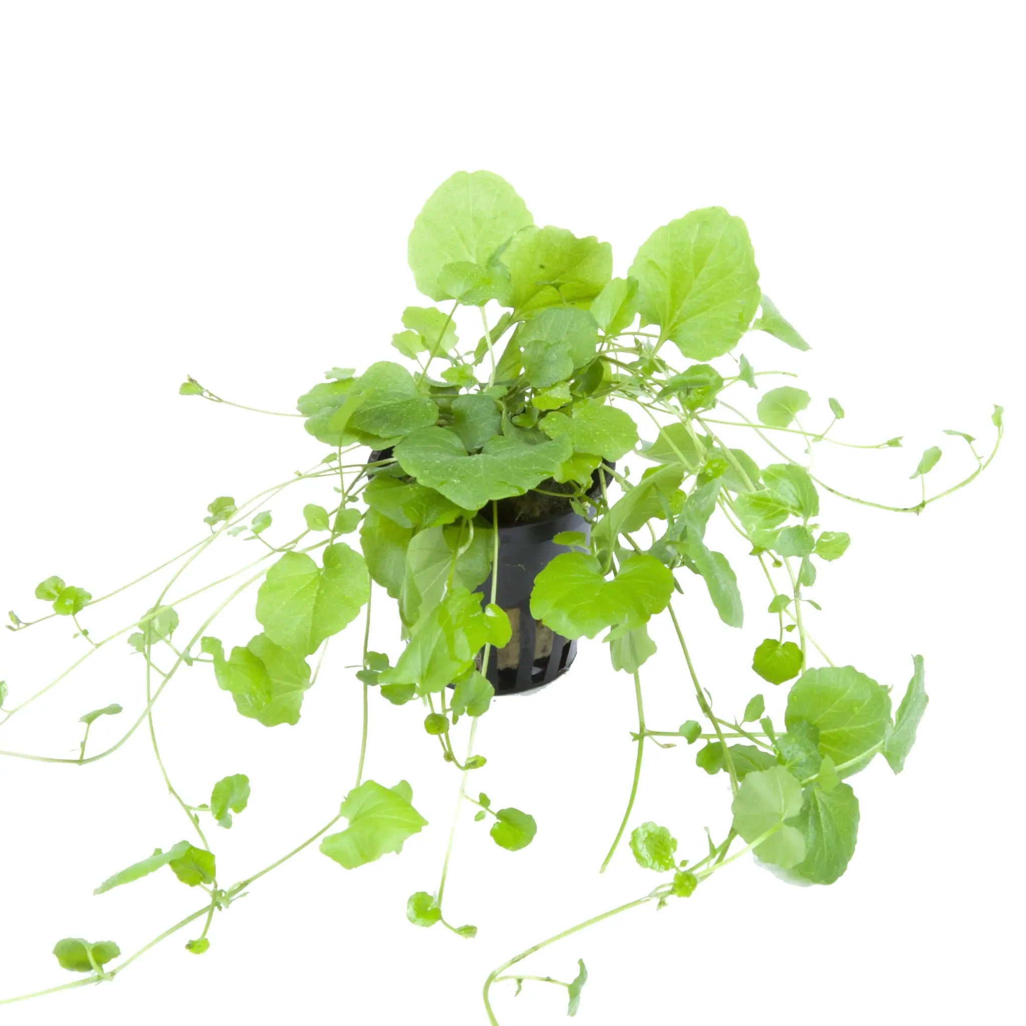 Cardamine lyrata (Japanese cress) - Aqua Essentials