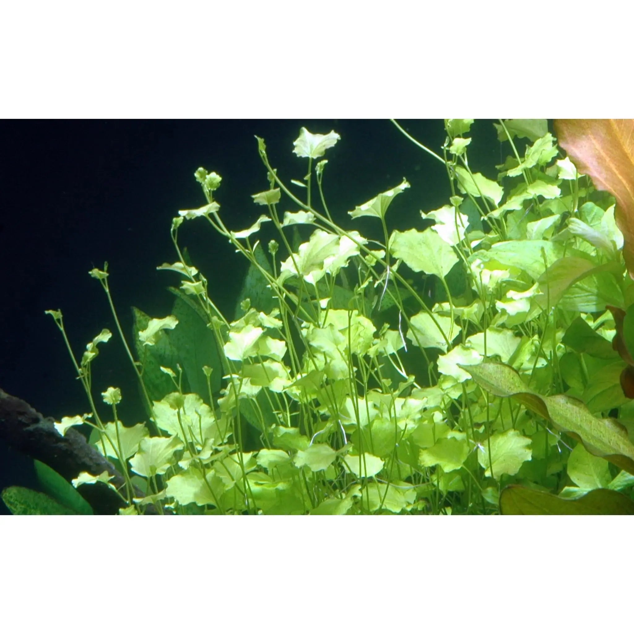 Cardamine lyrata (Japanese cress) - Aqua Essentials