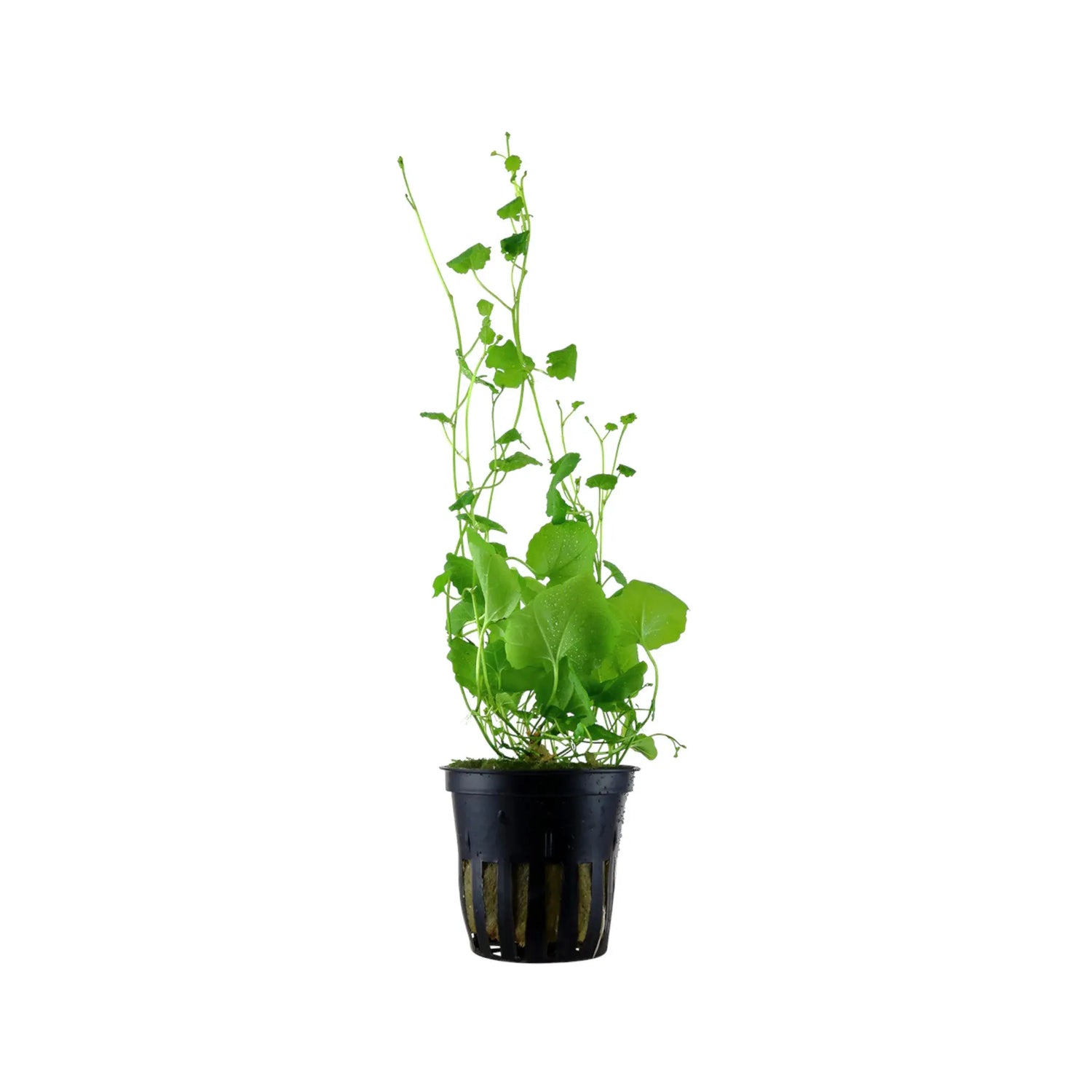 Cardamine lyrata (Japanese cress) Aquafleur