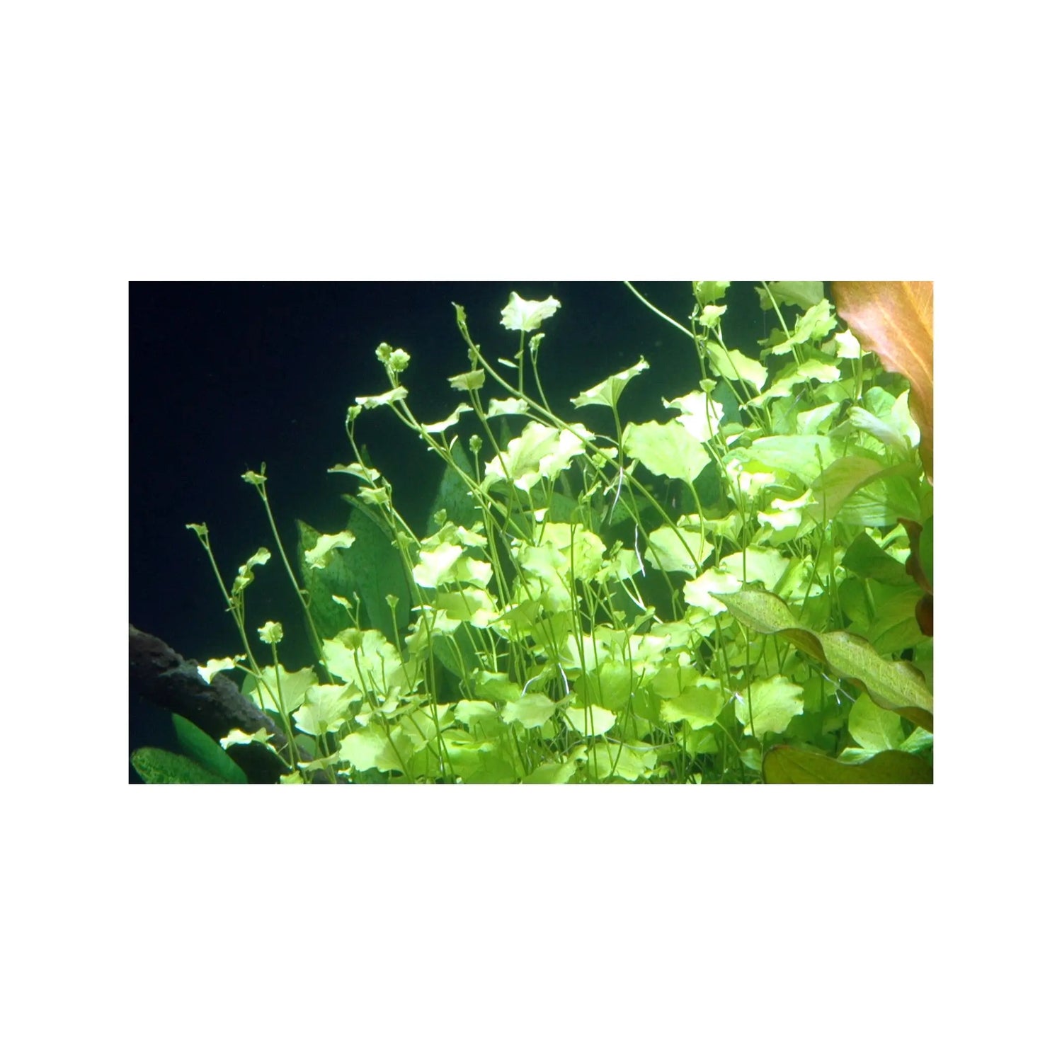 Cardamine lyrata (Japanese cress) Aquafleur