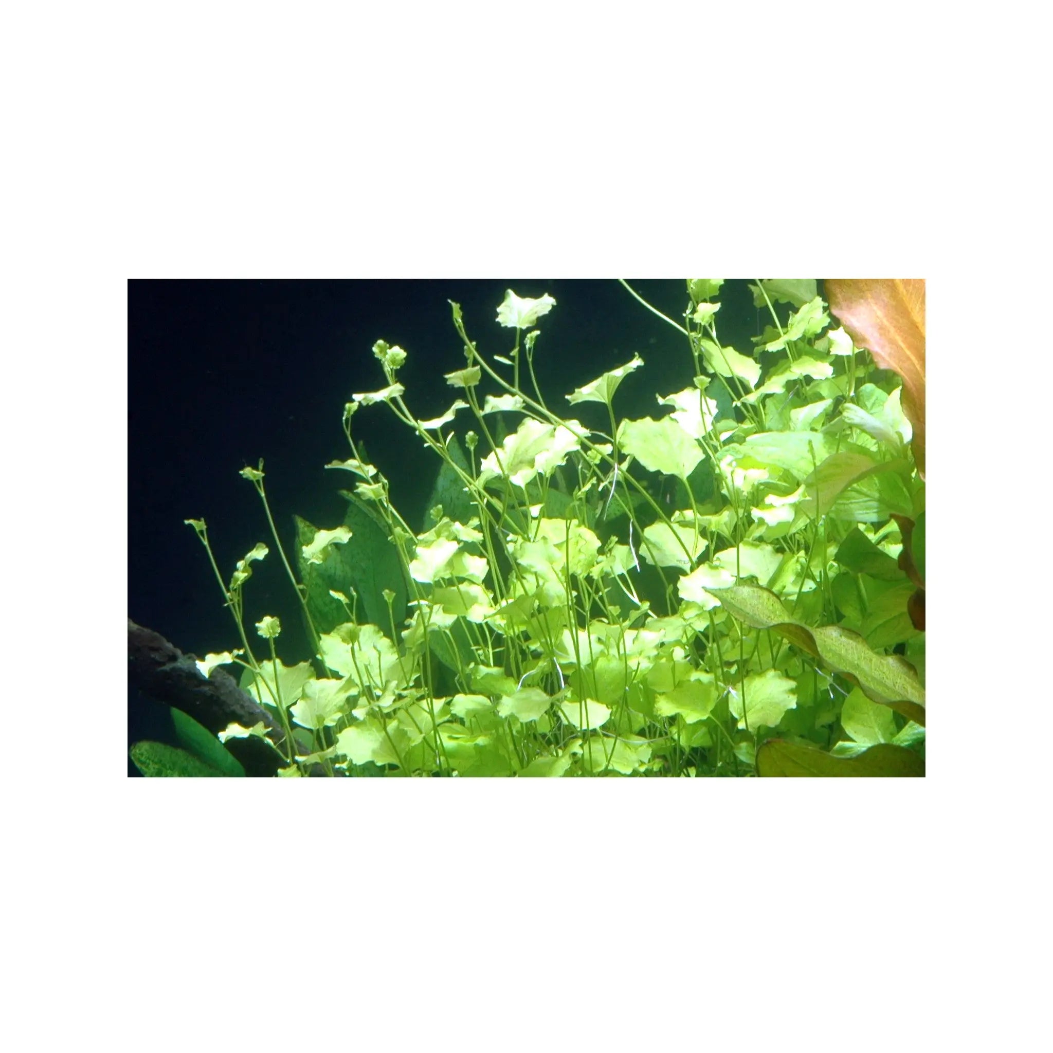 Cardamine lyrata (Japanese cress) Aquafleur