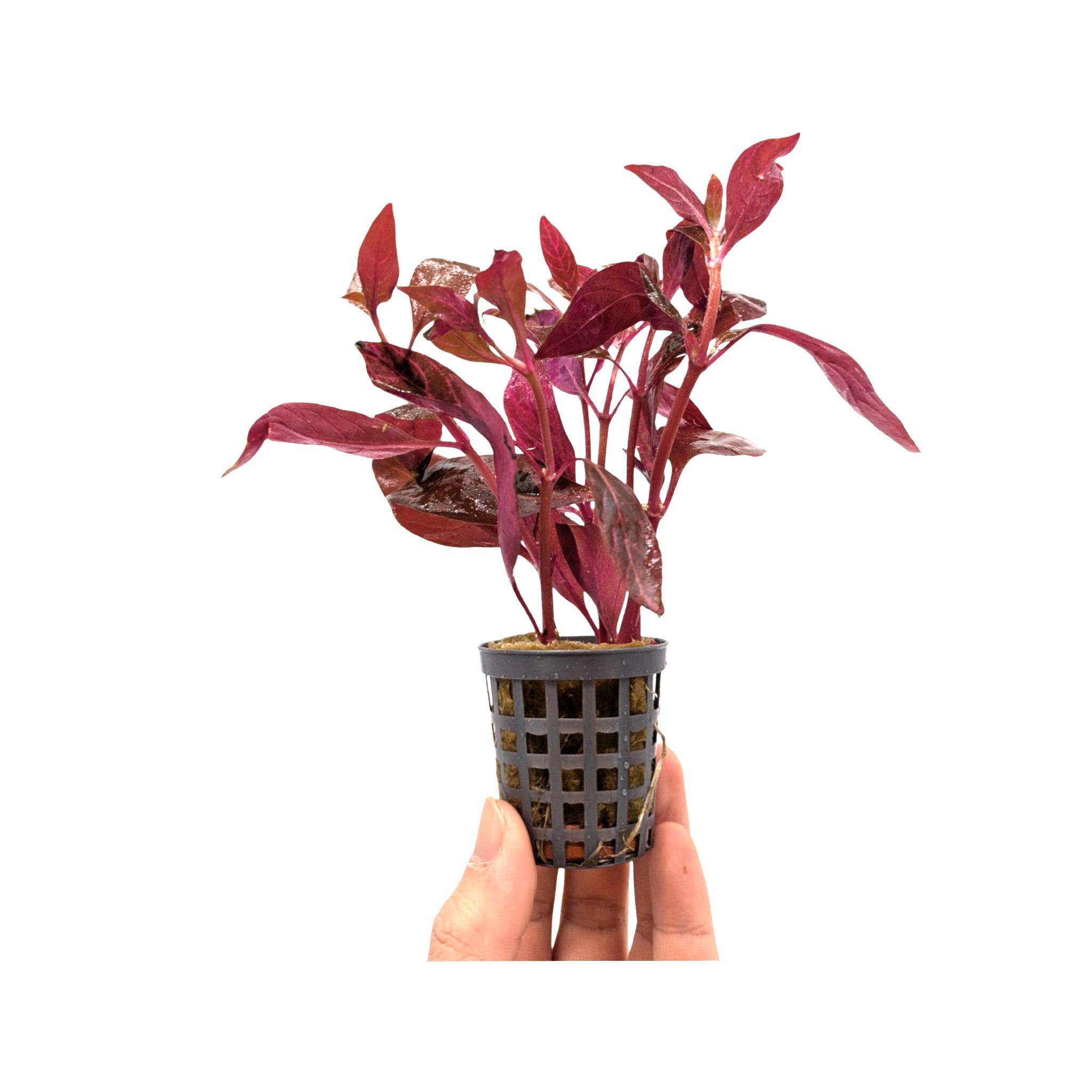 Alternanthera cardinalis Variegata