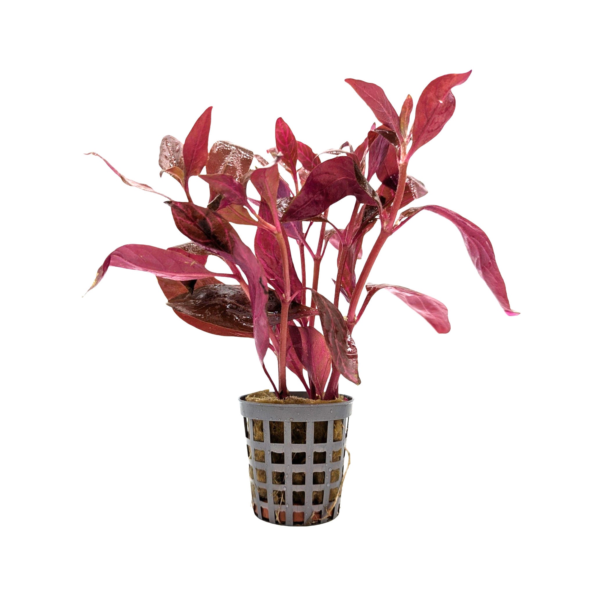 Alternanthera cardinalis Variegata - Variegated Red Stem Plant