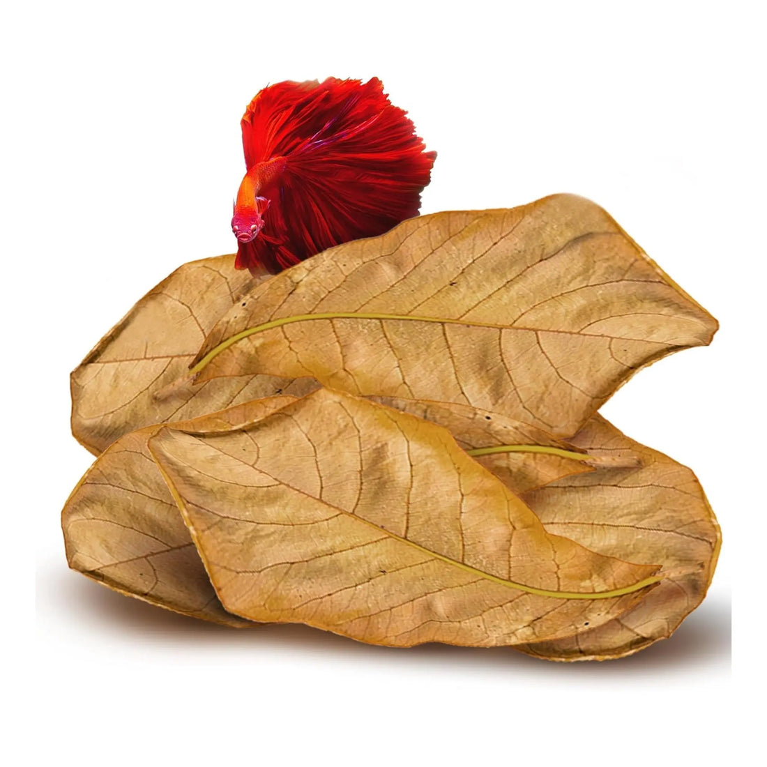 Catappa Leaves for Water Conditioning Aqua Essentials