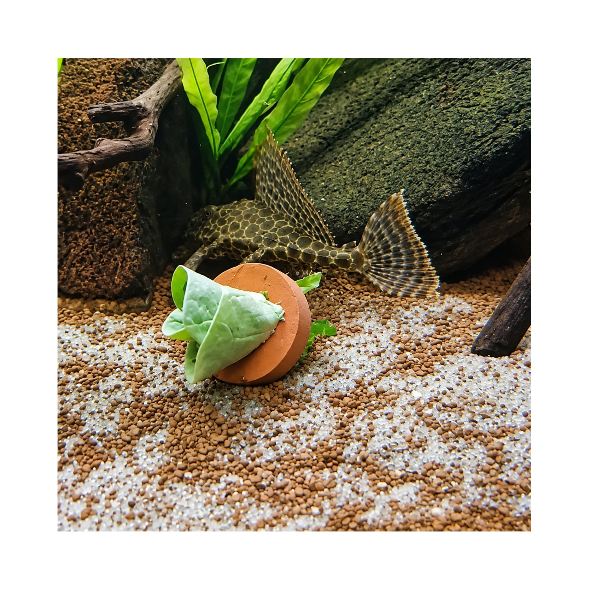Ceramic Disc Aquarium Plant Weights - Pack of 20