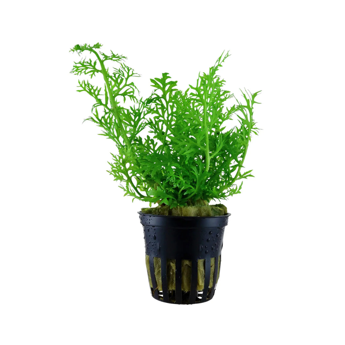 Ceratopteris thalictroides (Water sprite) Aquafleur