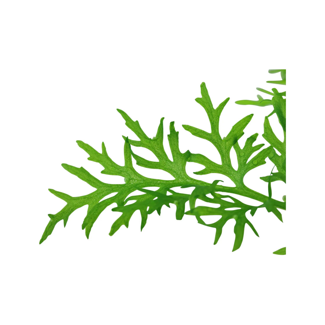 Ceratopteris thalictroides (Water sprite) Aquafleur