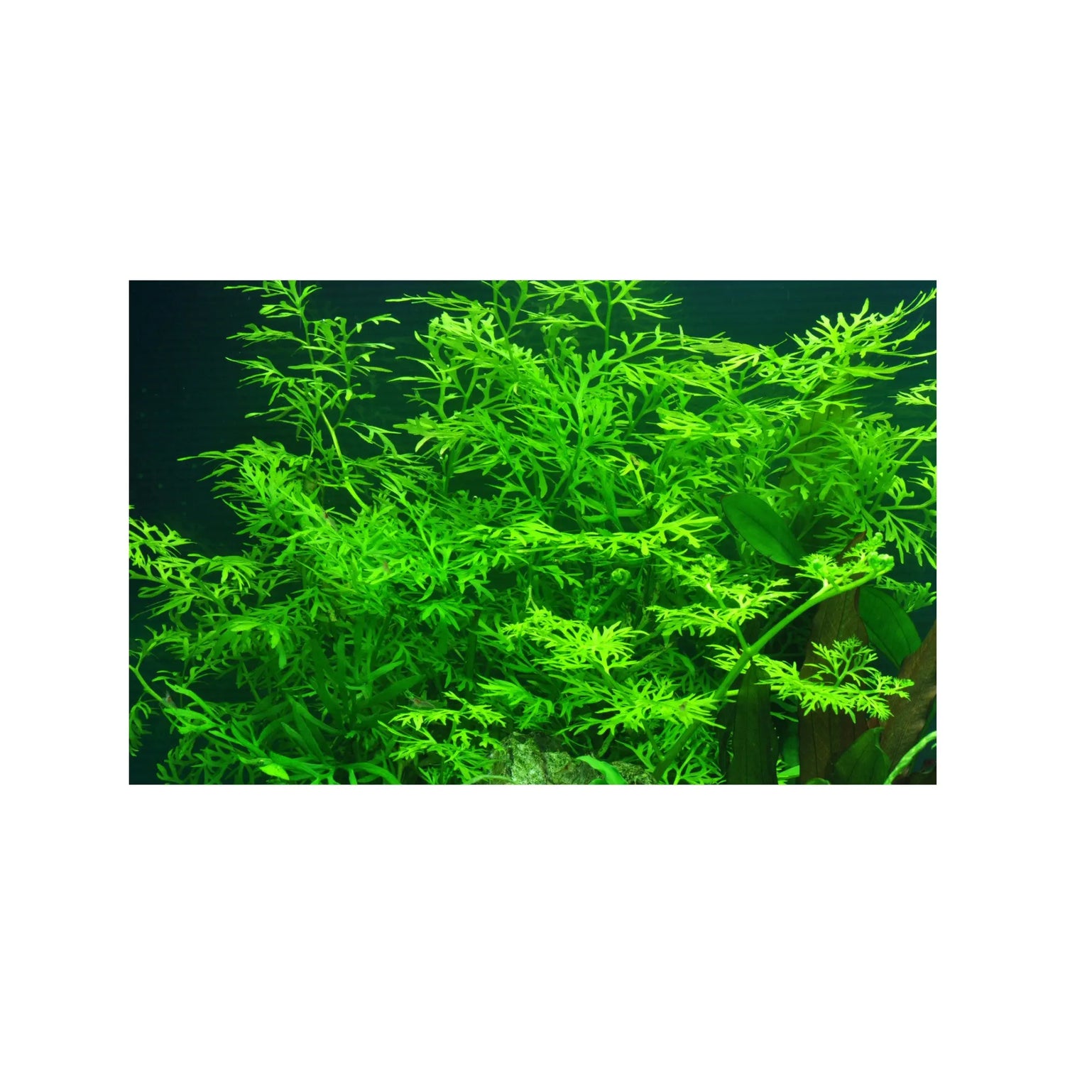 Ceratopteris thalictroides (Water sprite) Aquafleur