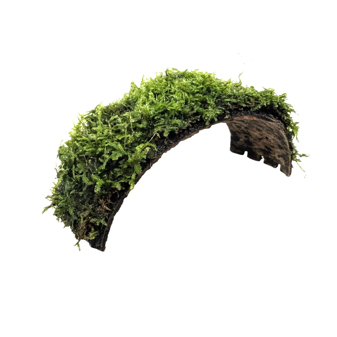 Coconut Arch with Java Moss - Natural Aquarium Shelter Aquafleur