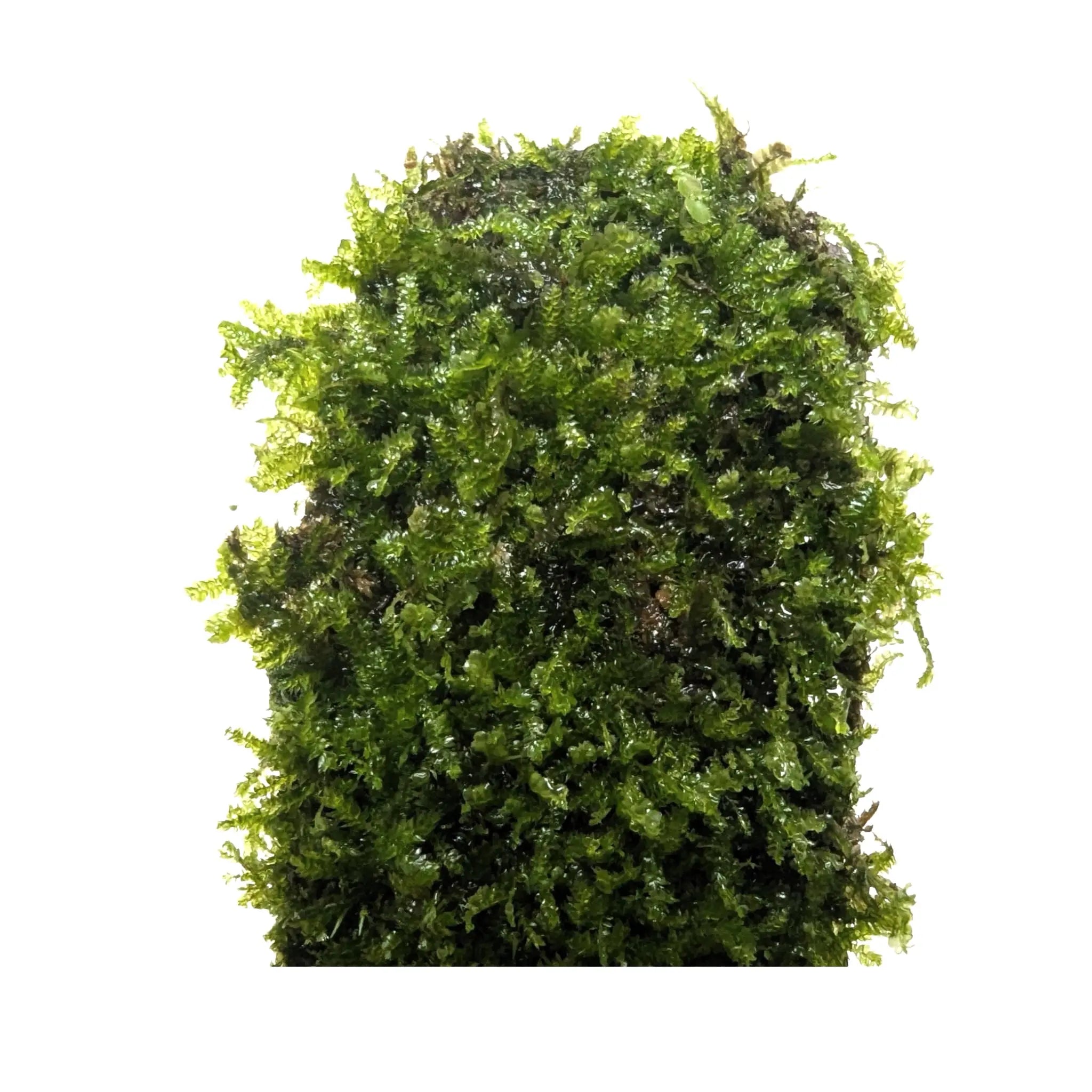 Coconut Arch with Java Moss - Natural Aquarium Shelter Aquafleur