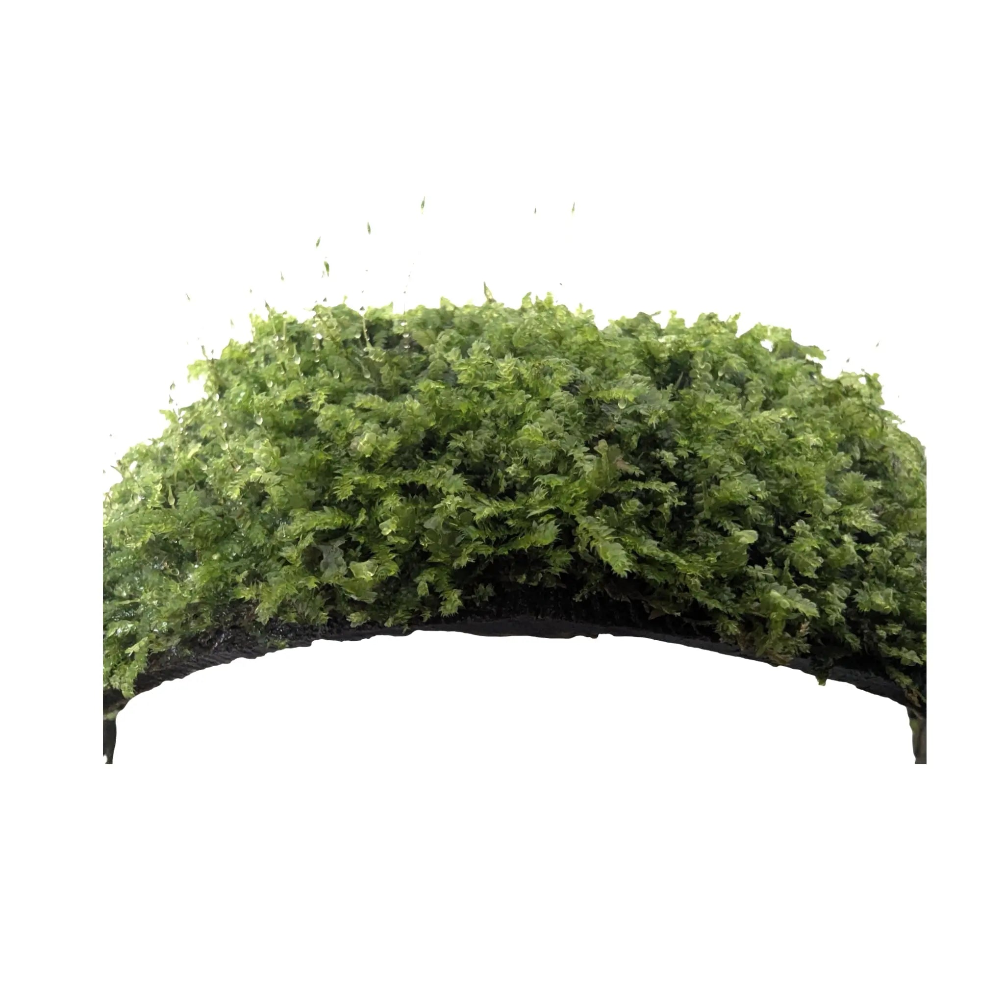 Coconut Arch with Java Moss - Natural Aquarium Shelter Aquafleur