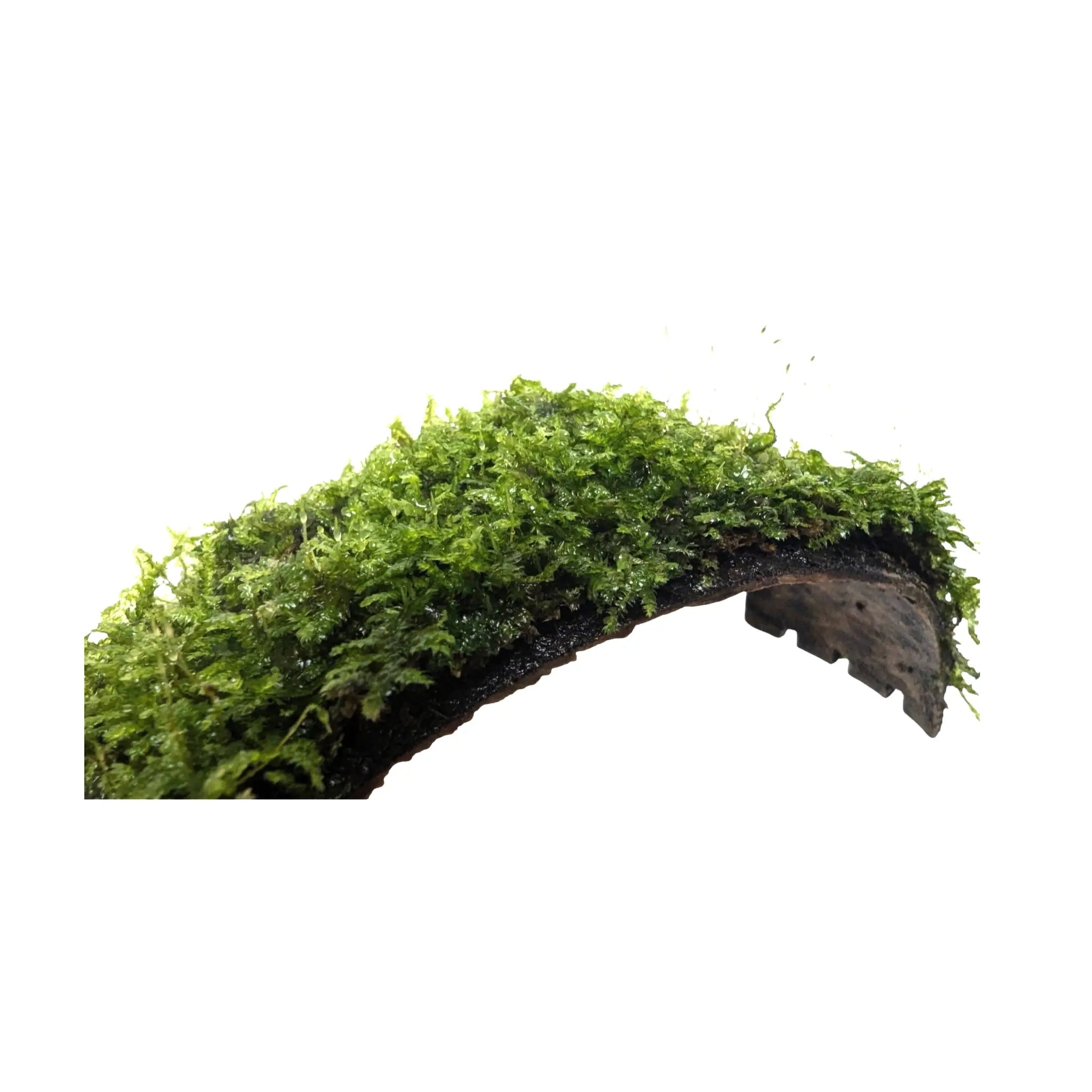 Coconut Arch with Java Moss - Natural Aquarium Shelter Aquafleur