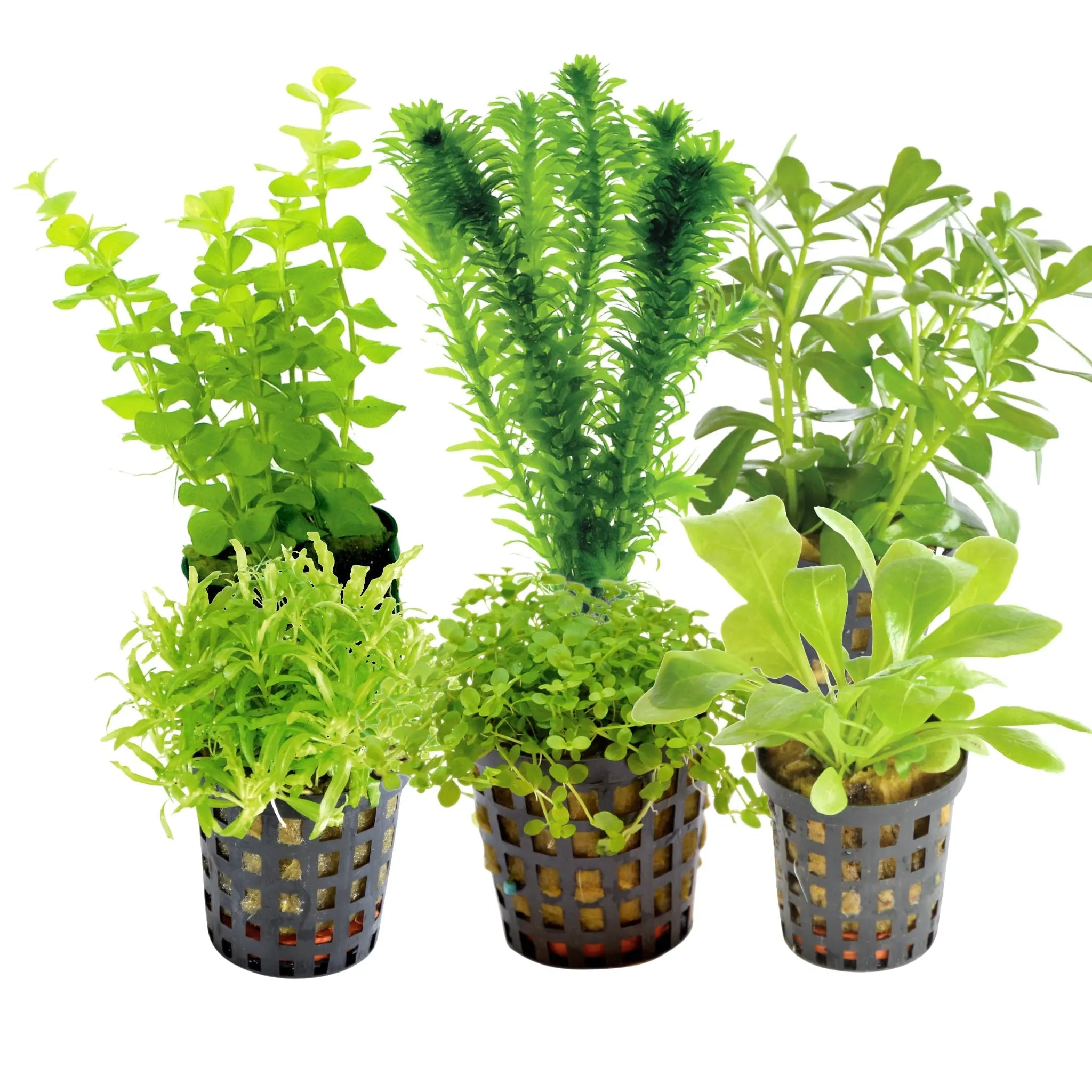 pots for aquarium plants Cold Water Aquarium Plants Box – Easy Coldwater Plant Set