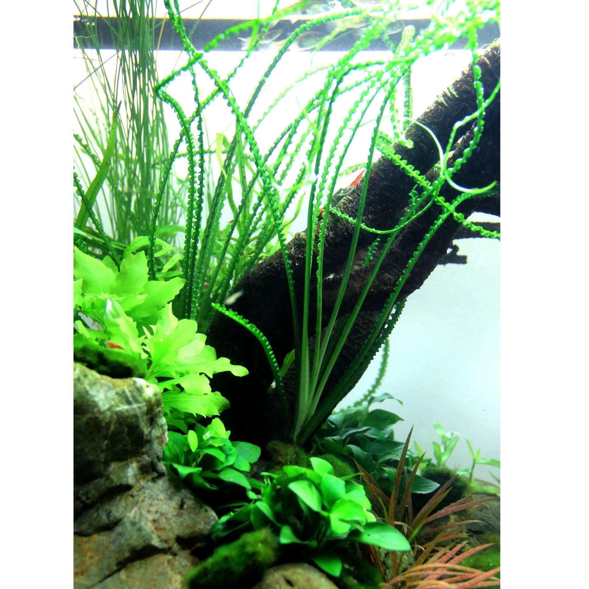 Crinum calamistratum - Aqua Essentials