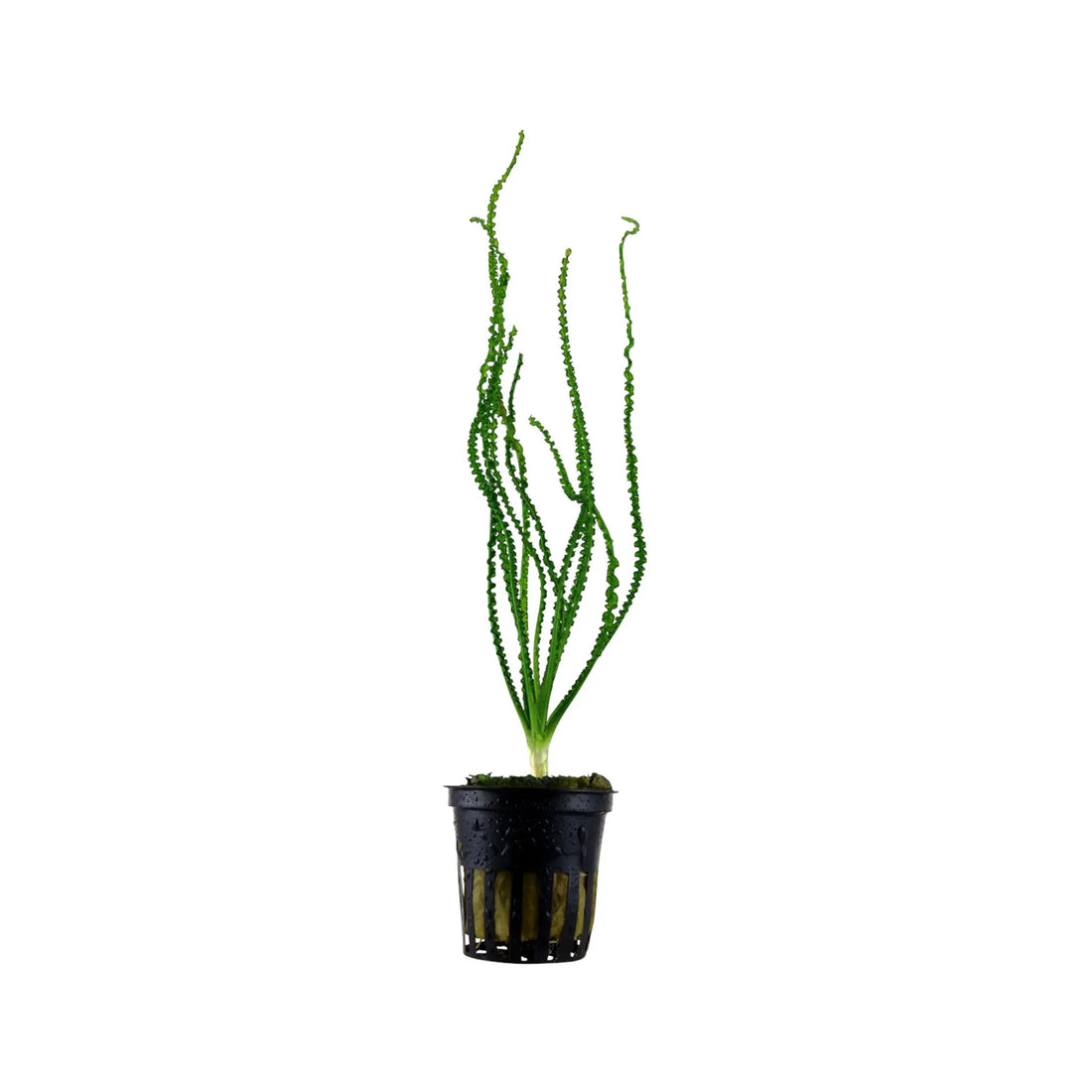 Crinum calamistratum Tropica