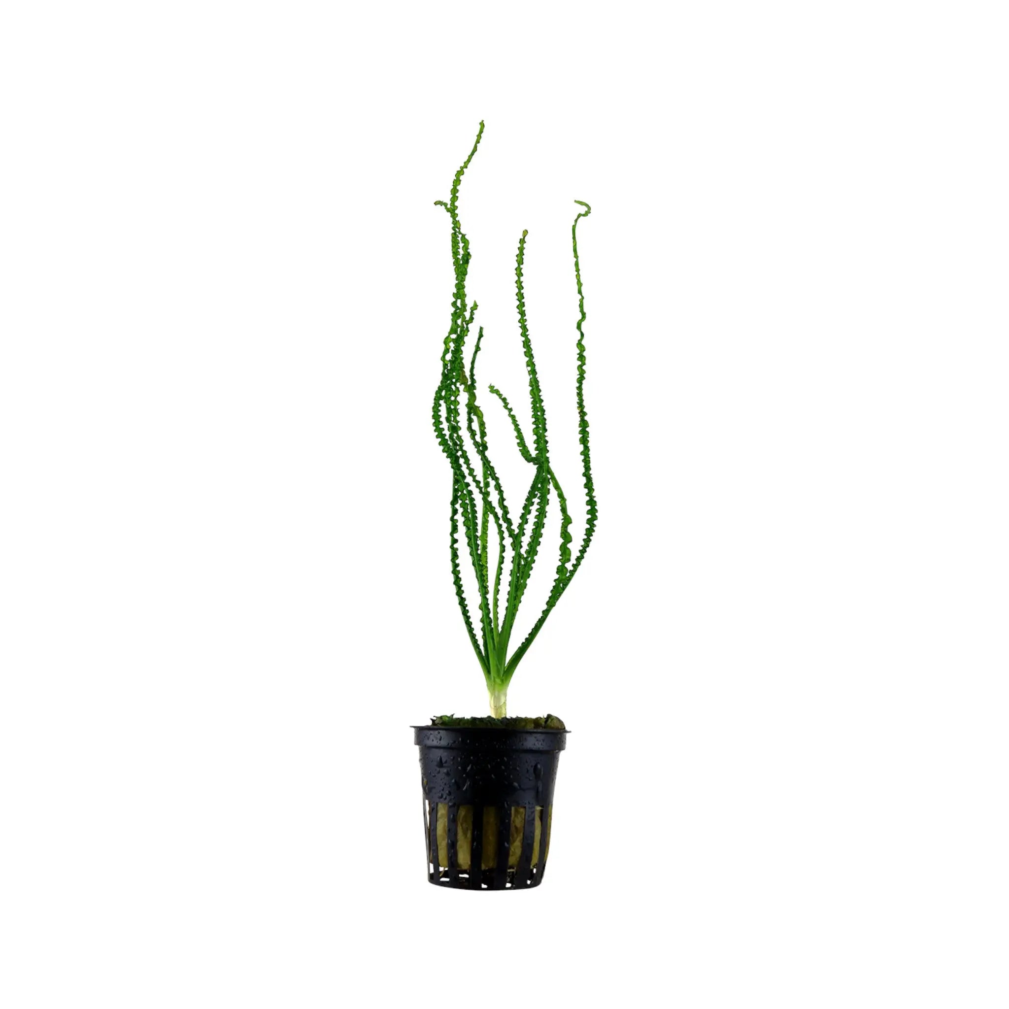 Crinum calamistratum Tropica