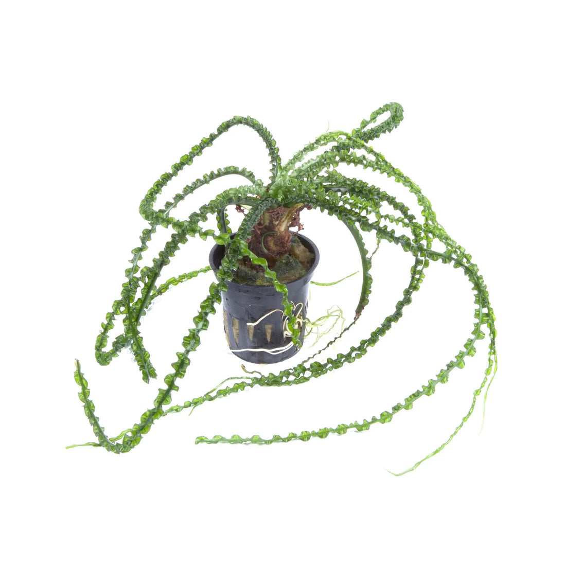 Crinum calamistratum Tropica