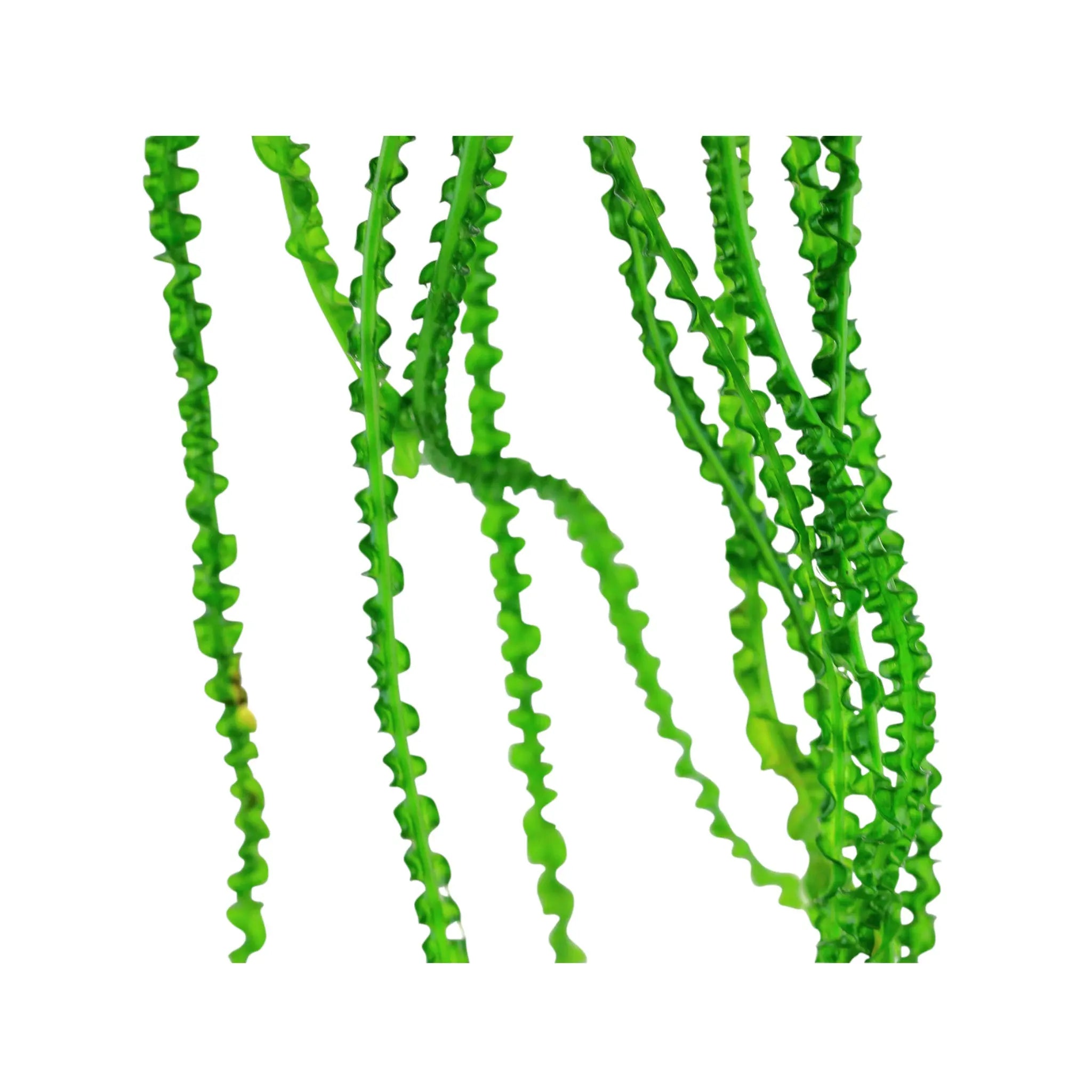 Crinum calamistratum Tropica