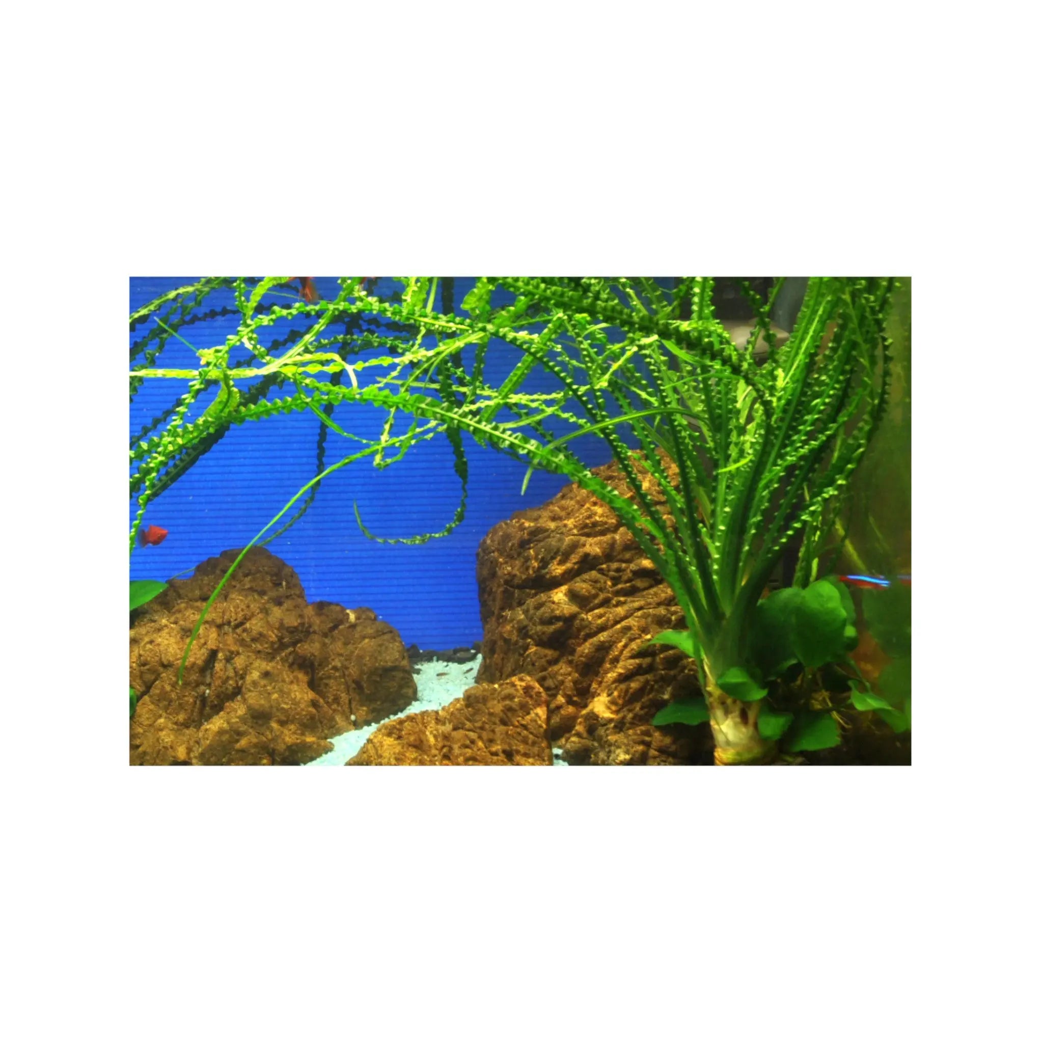 Crinum calamistratum Tropica