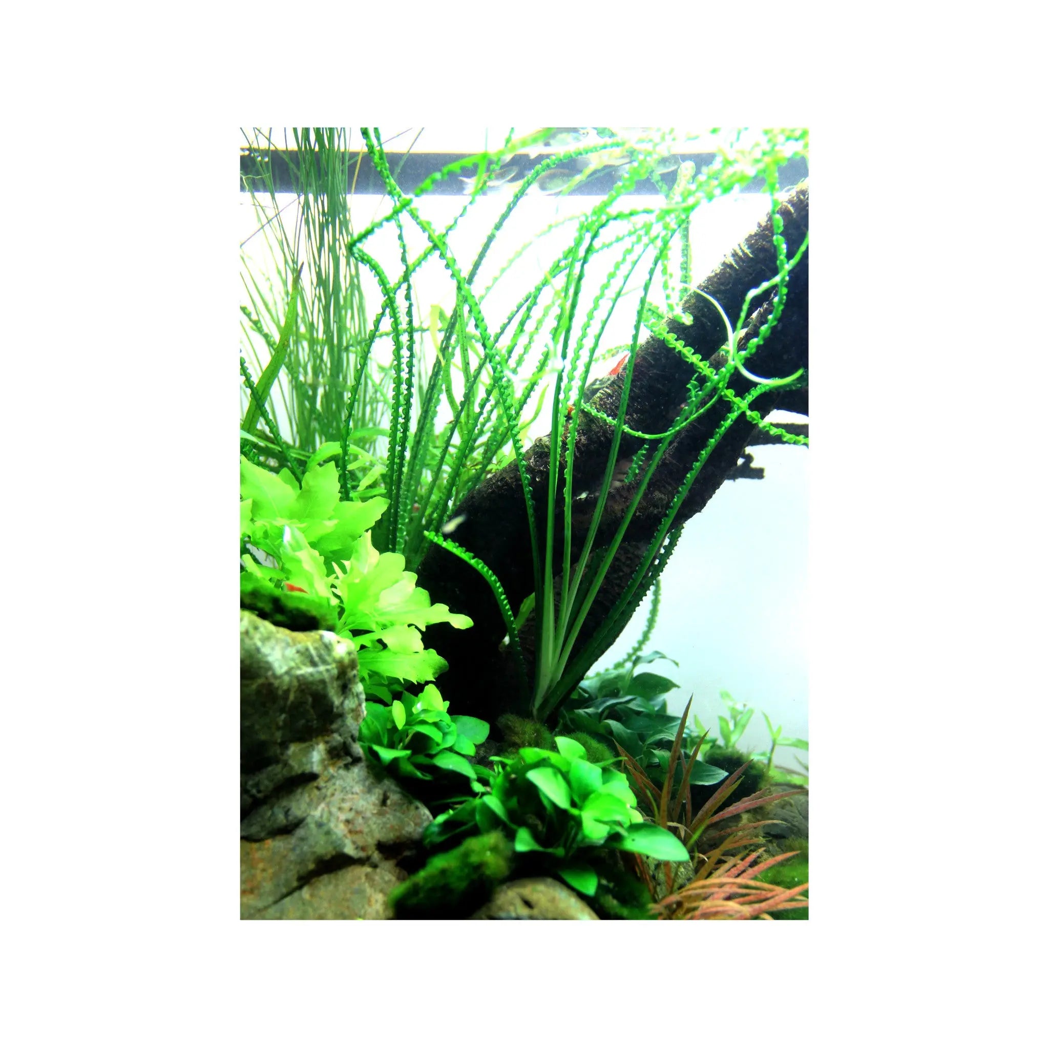 Crinum calamistratum Tropica