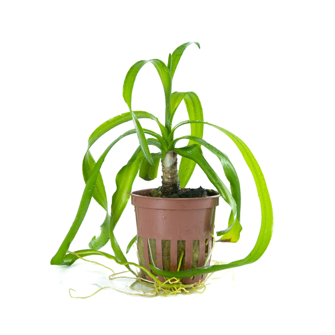 Crinum thaianum (Water onion) Tropica