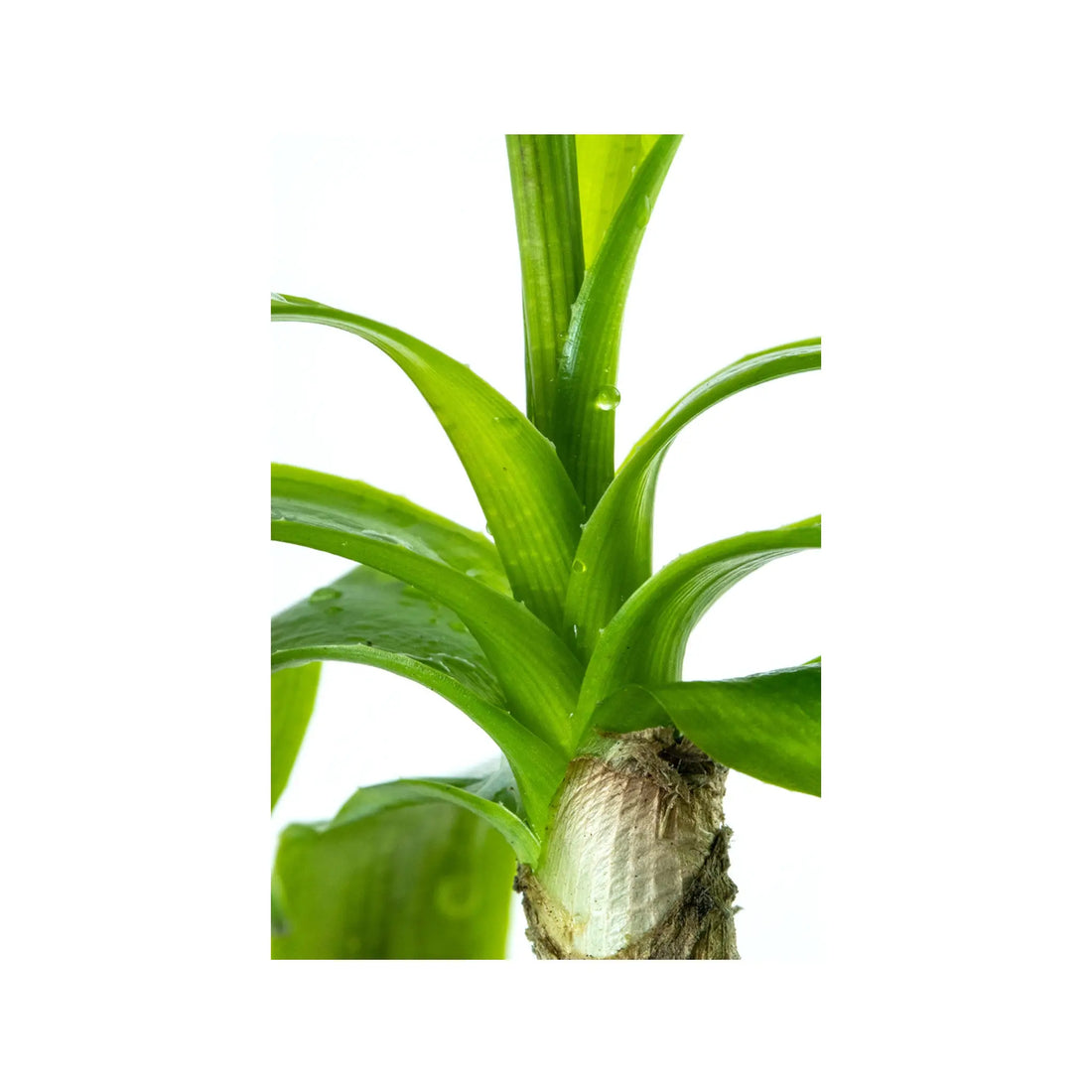 Crinum thaianum (Water onion) Tropica