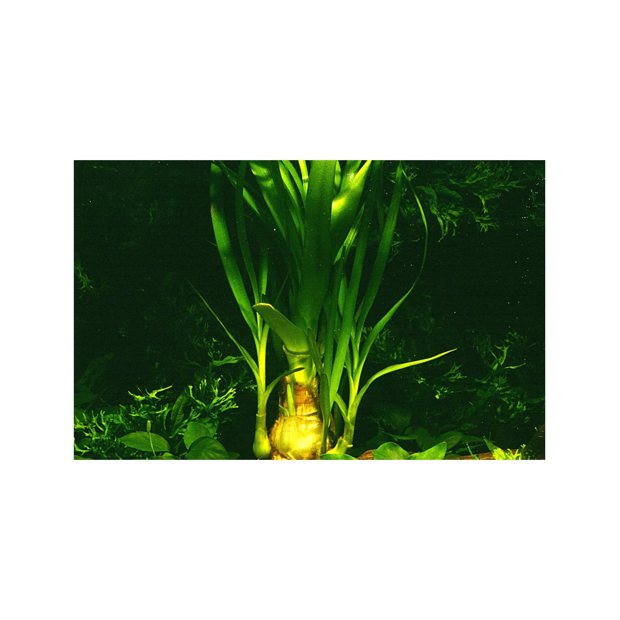 Crinum thaianum (Water onion) Tropica