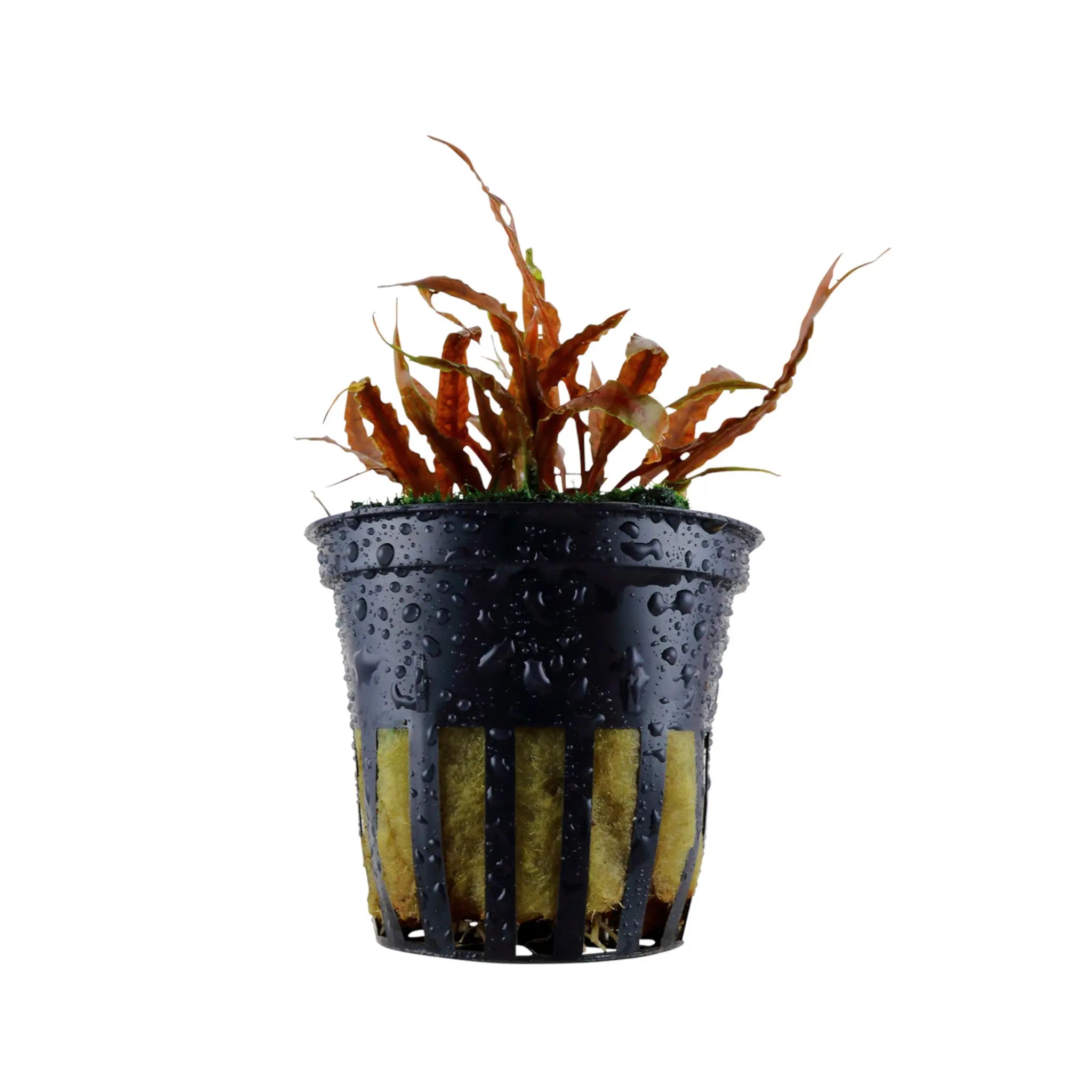 Cryptocoryne albida Brown Tropica