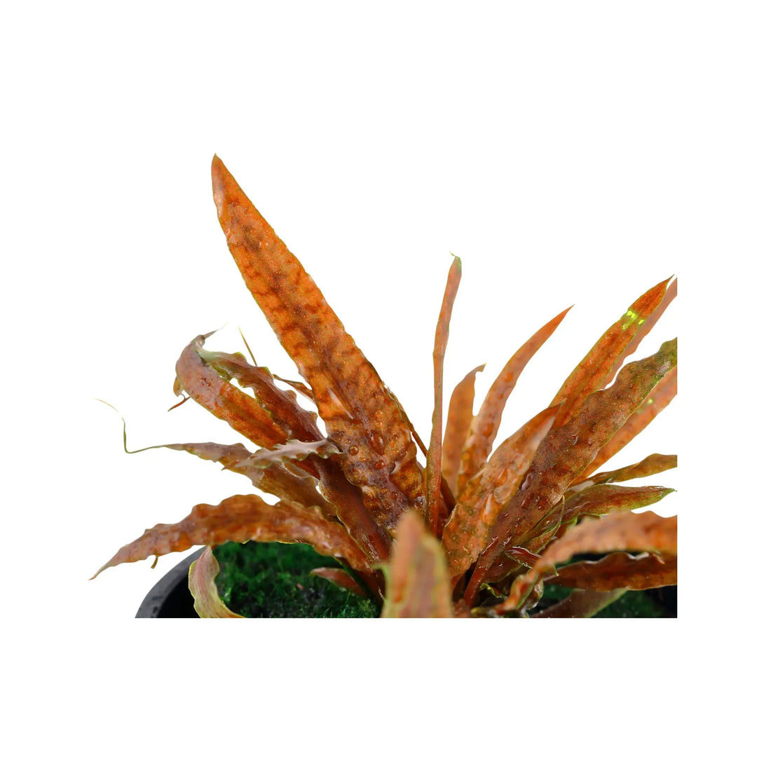 Cryptocoryne albida Brown Tropica