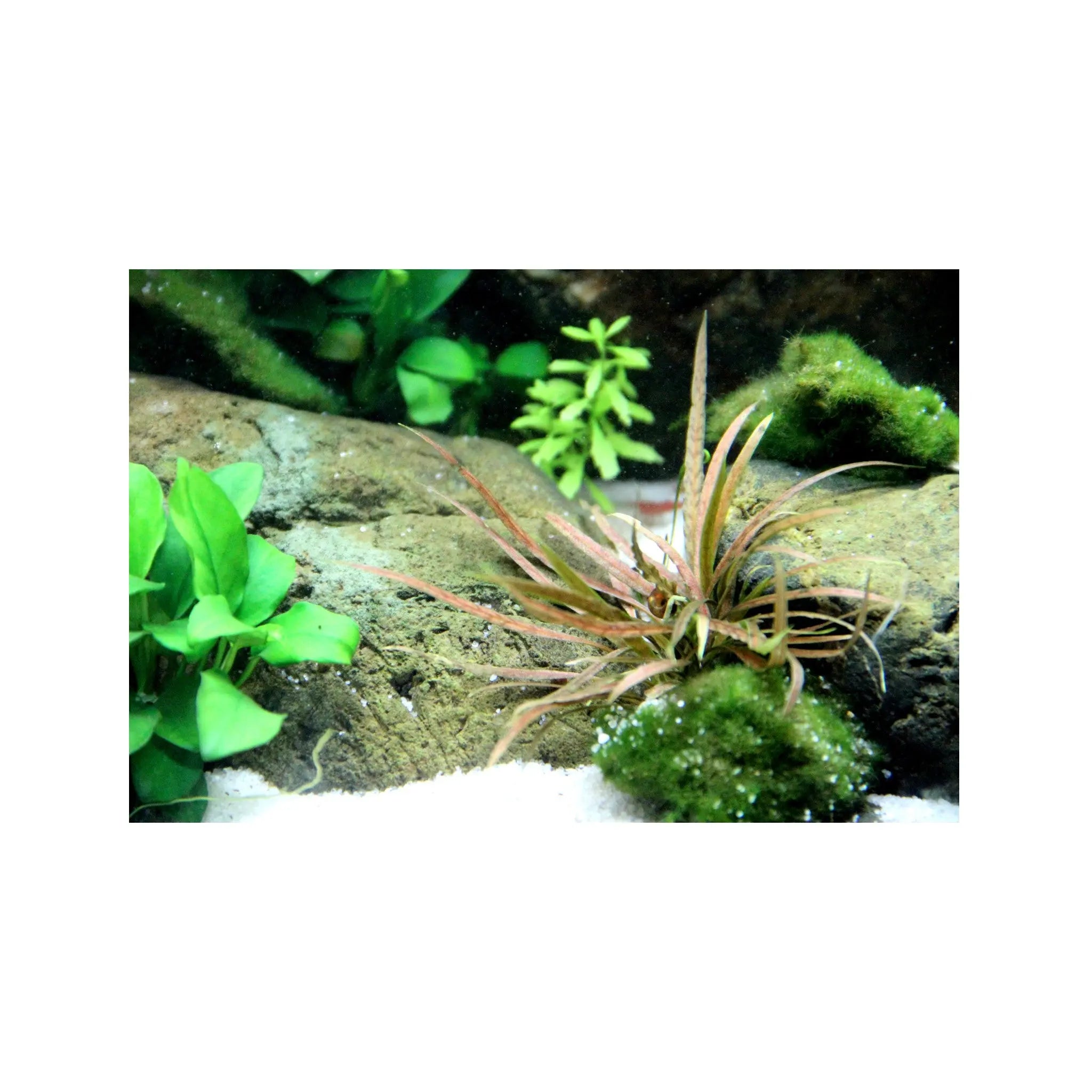 Cryptocoryne albida Brown Tropica