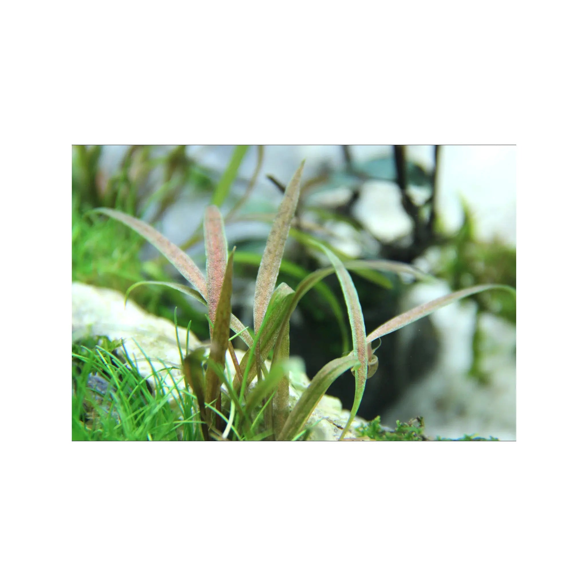 Cryptocoryne albida Brown Tropica