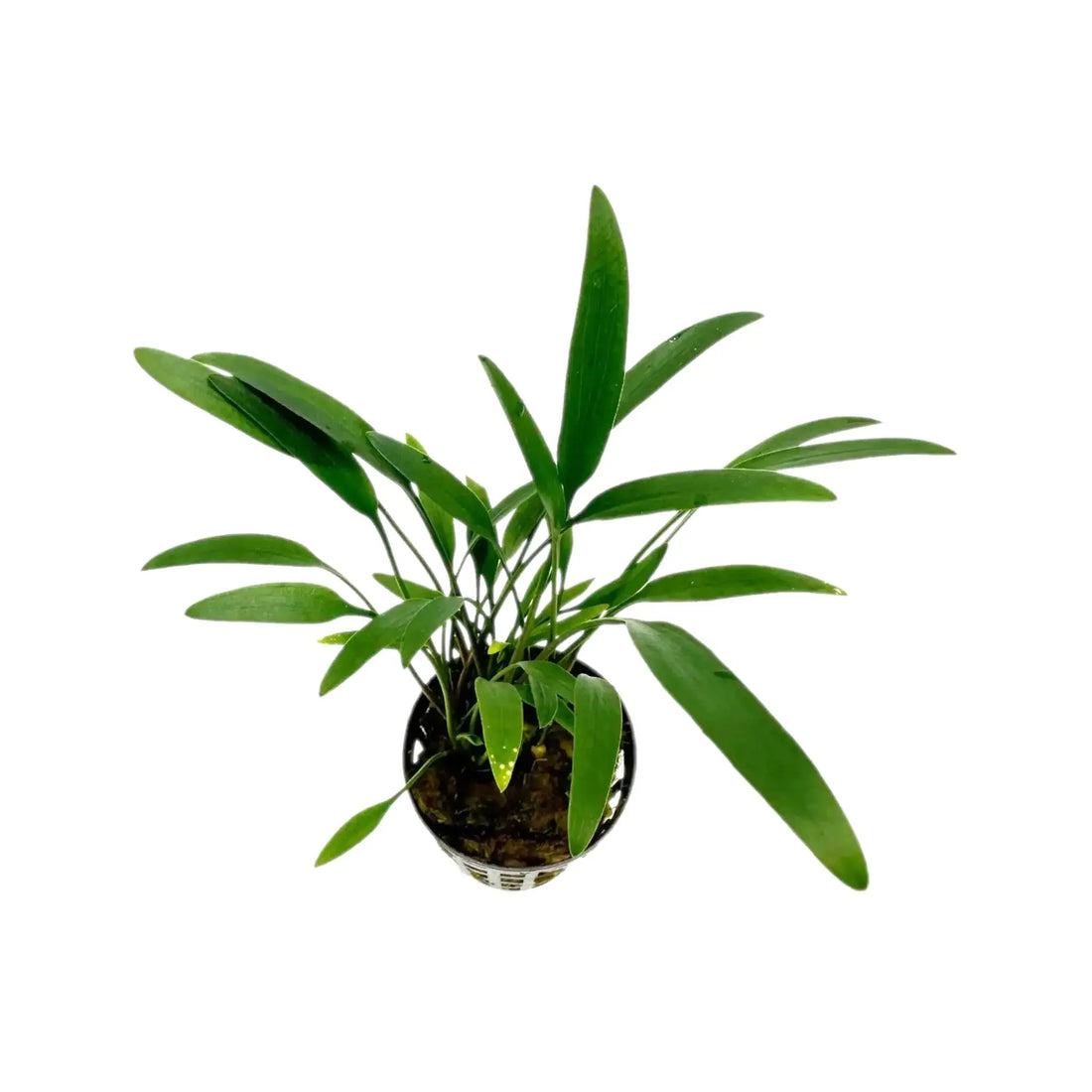 Cryptocoryne amicorum Aquafleur