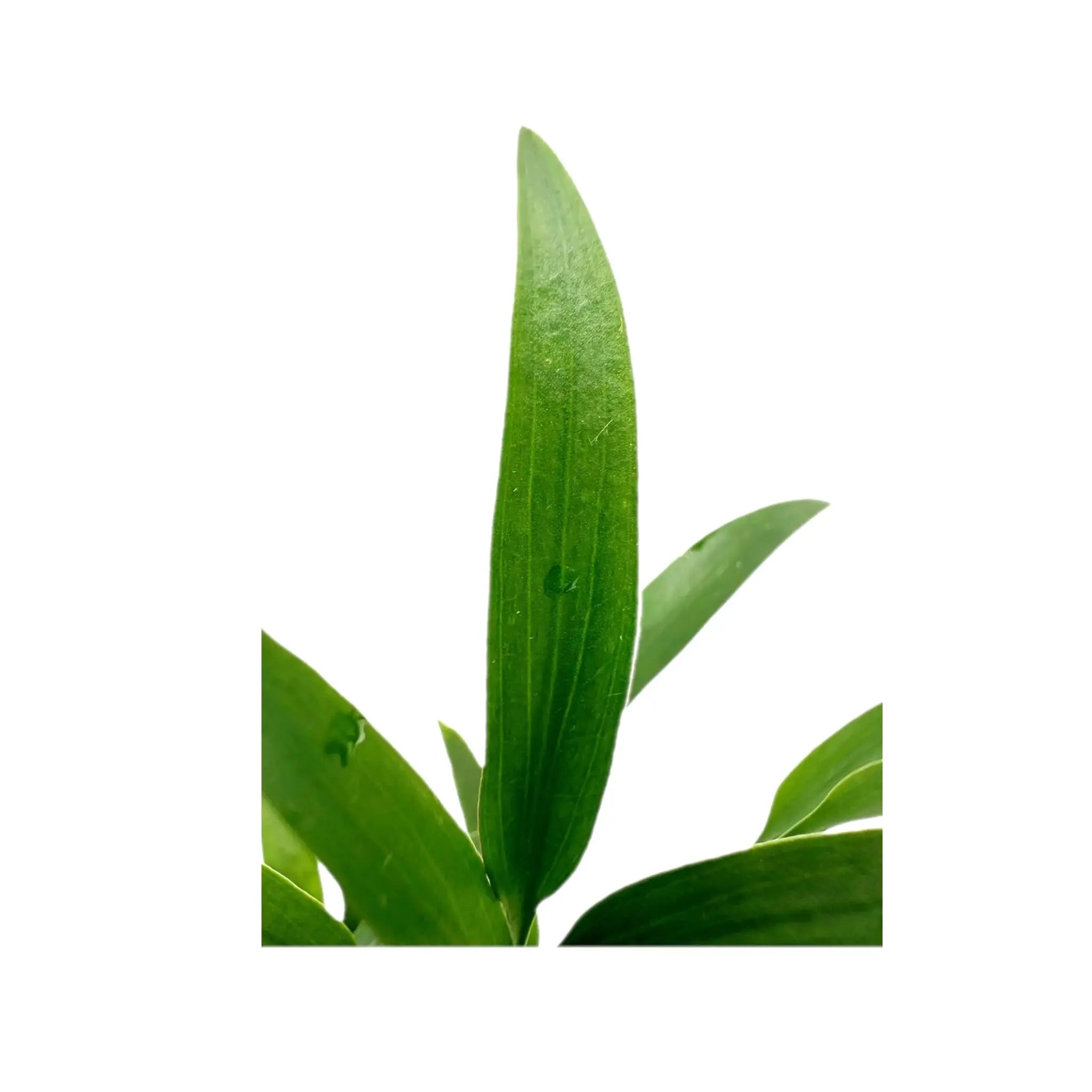 Cryptocoryne amicorum Aquafleur