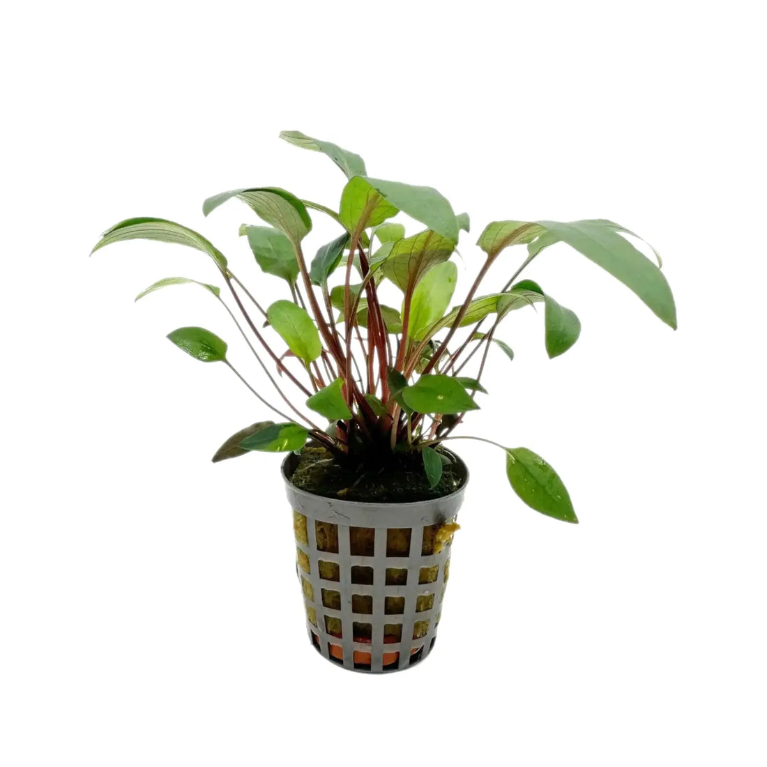 Cryptocoryne beckettii Aquafleur