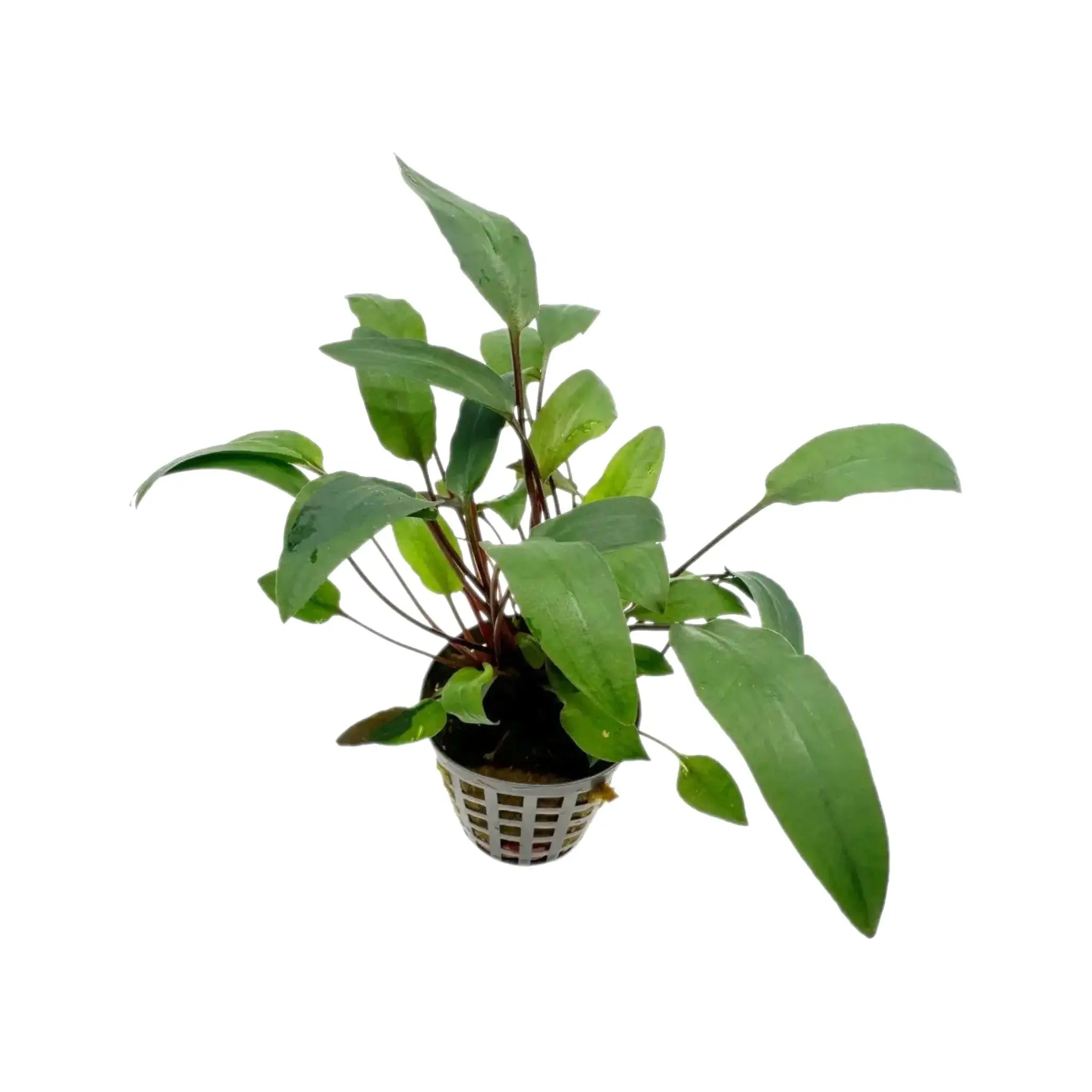 Cryptocoryne beckettii Aquafleur