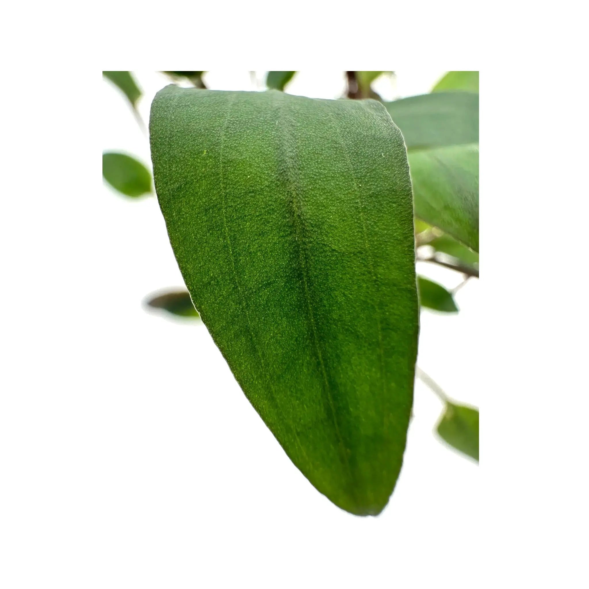 Cryptocoryne beckettii Aquafleur