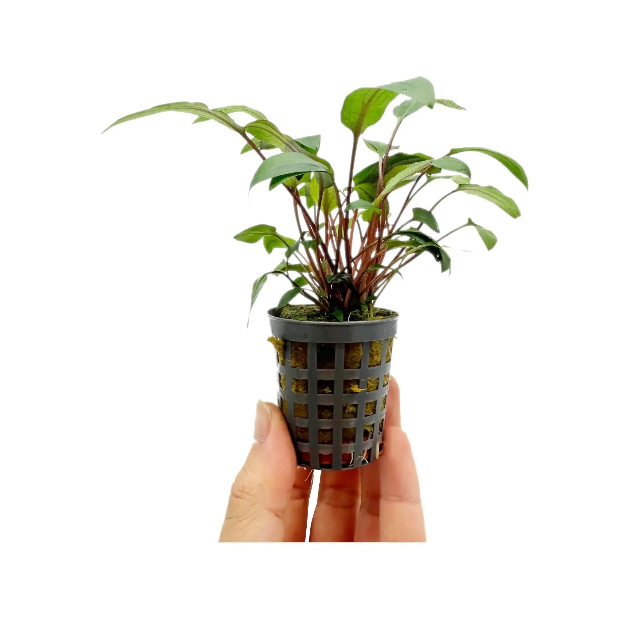 Cryptocoryne beckettii Aquafleur