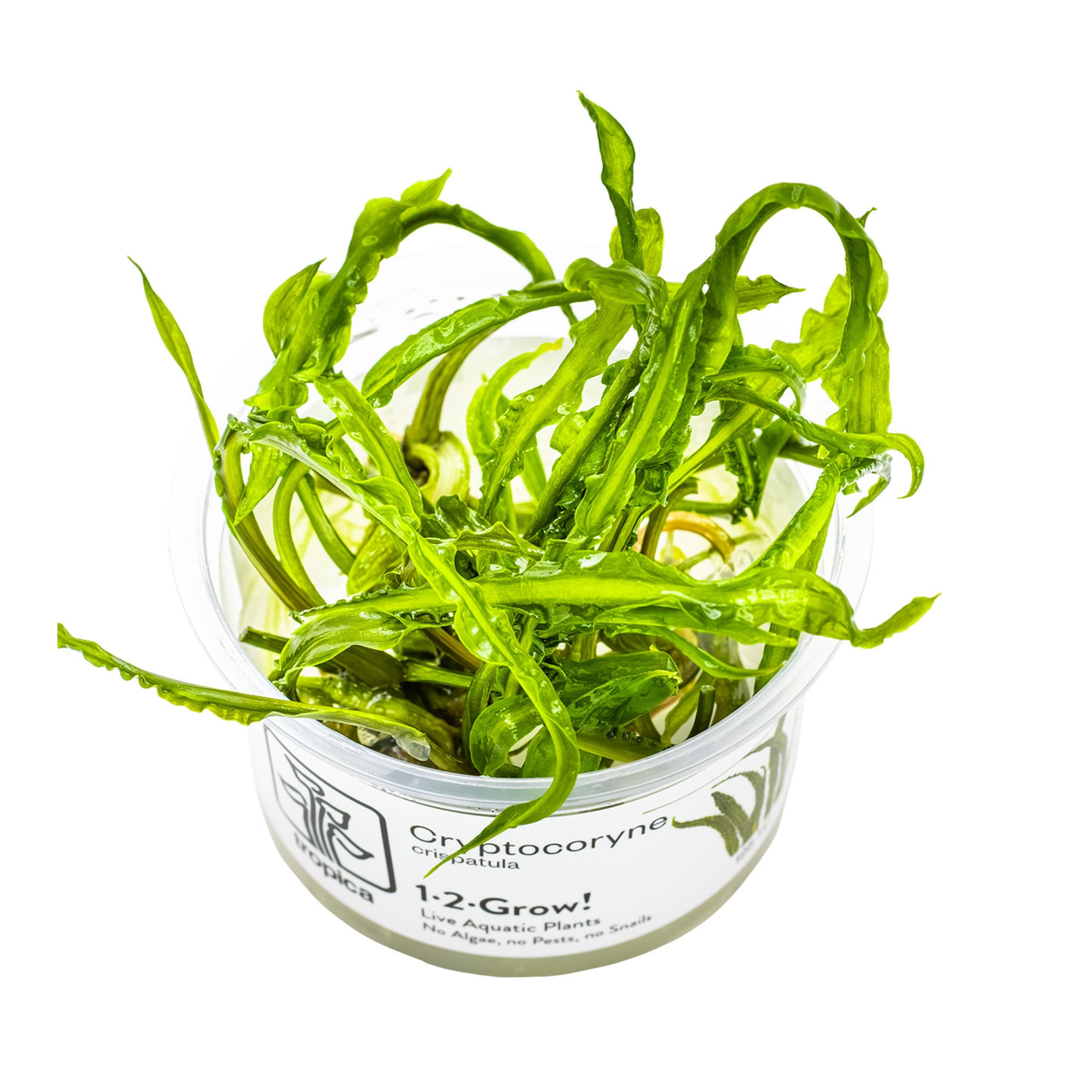Tropica Cryptocoryne crispulata 1-2-GROW!