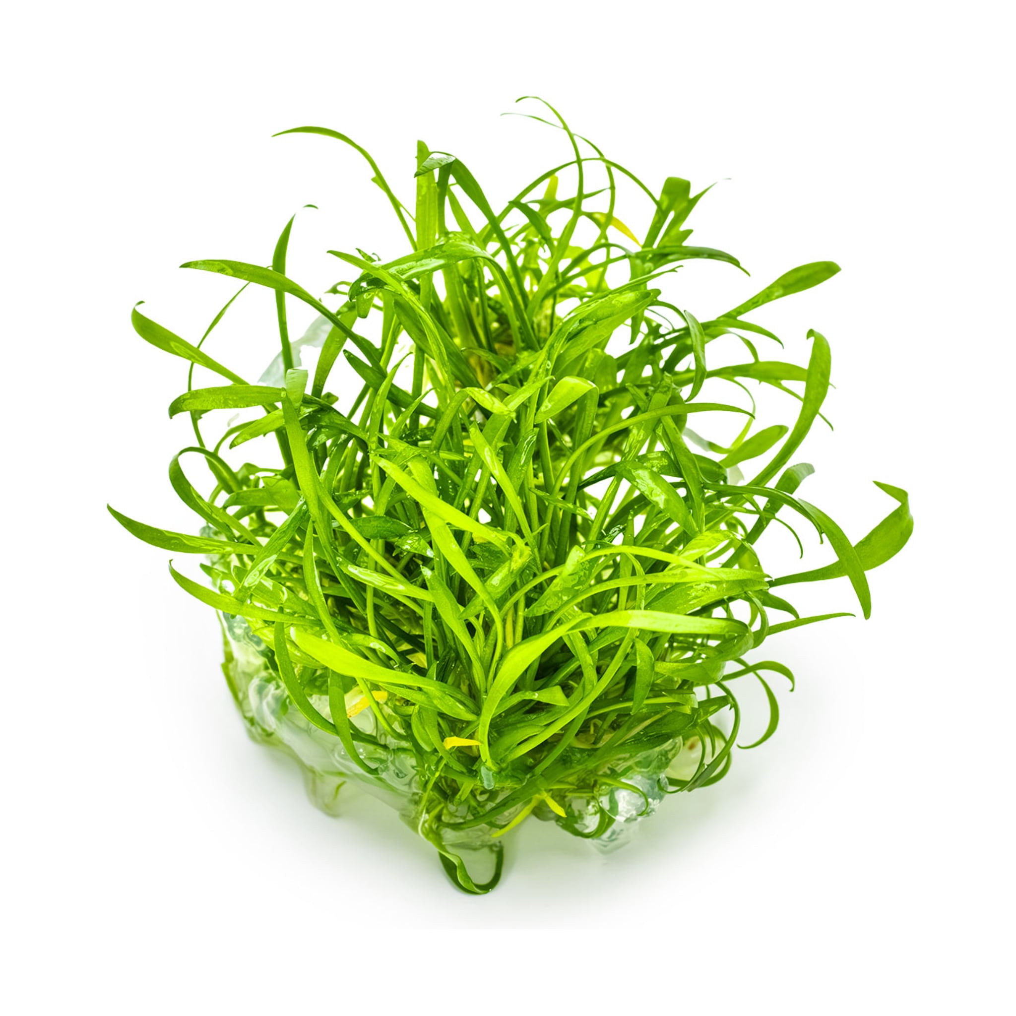 Tropica Cryptocoryne parva 1-2-GROW!