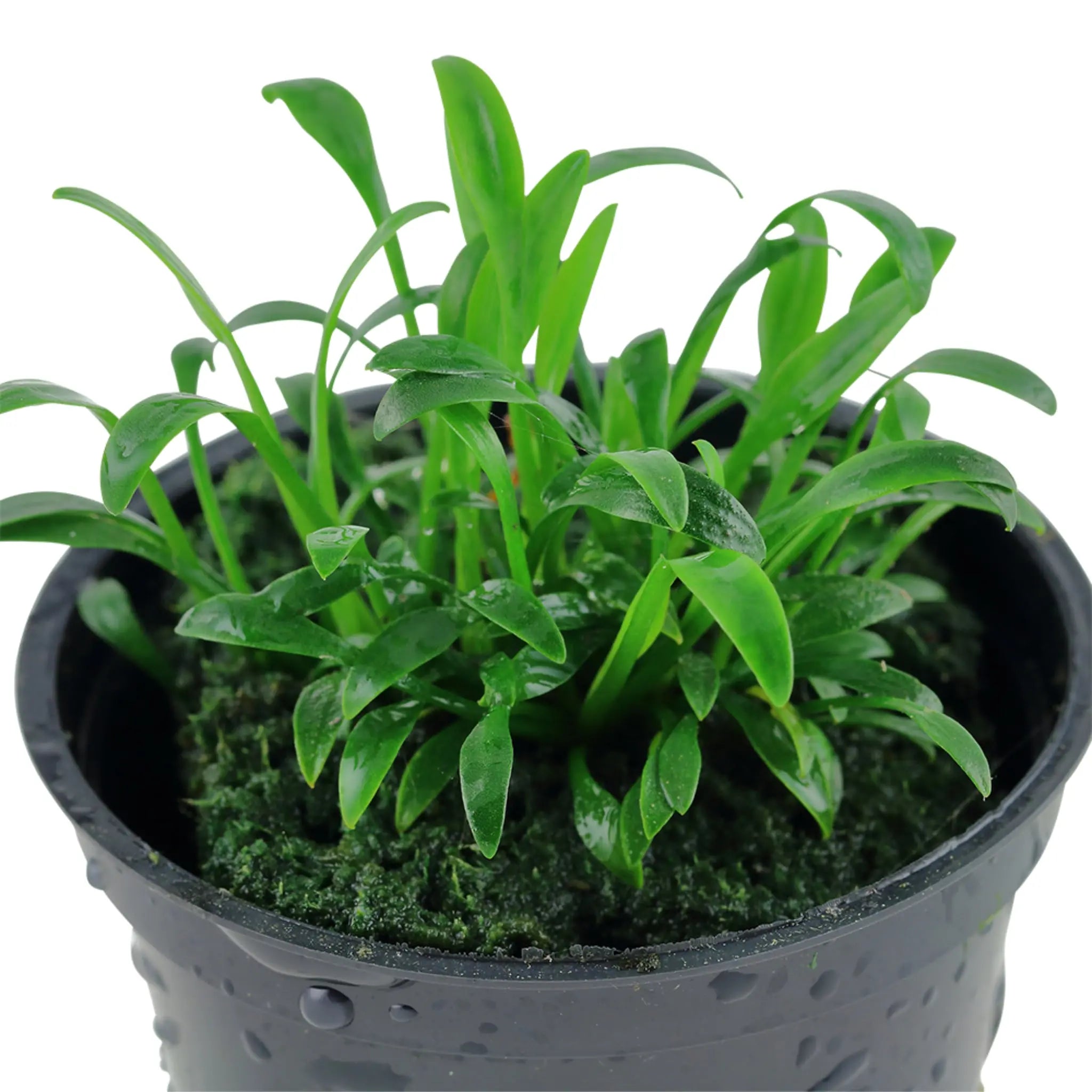 Cryptocoryne parva (Tiny cryptocoryne) - Aqua Essentials