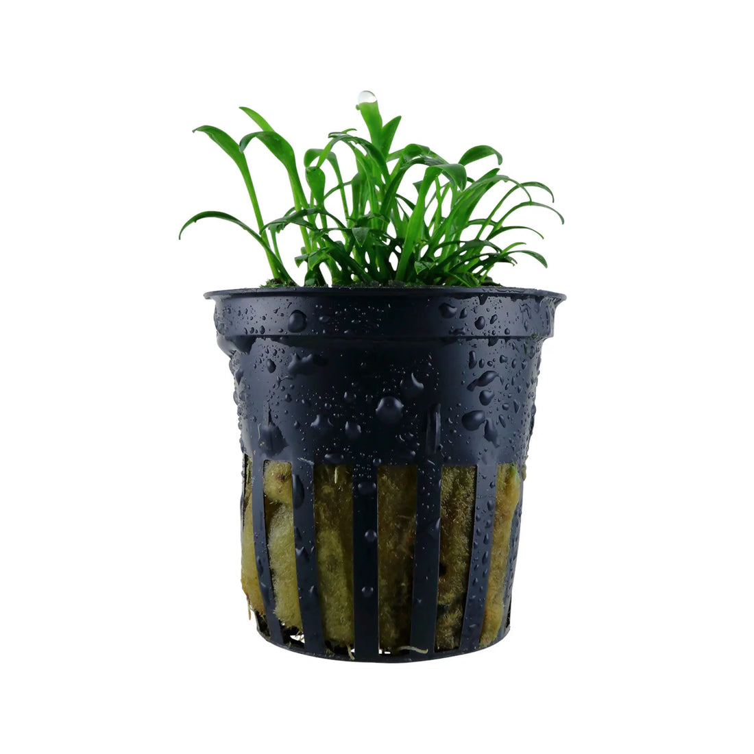 Cryptocoryne parva (Tiny cryptocoryne) Tropica