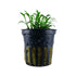 Cryptocoryne parva (Tiny cryptocoryne) Tropica