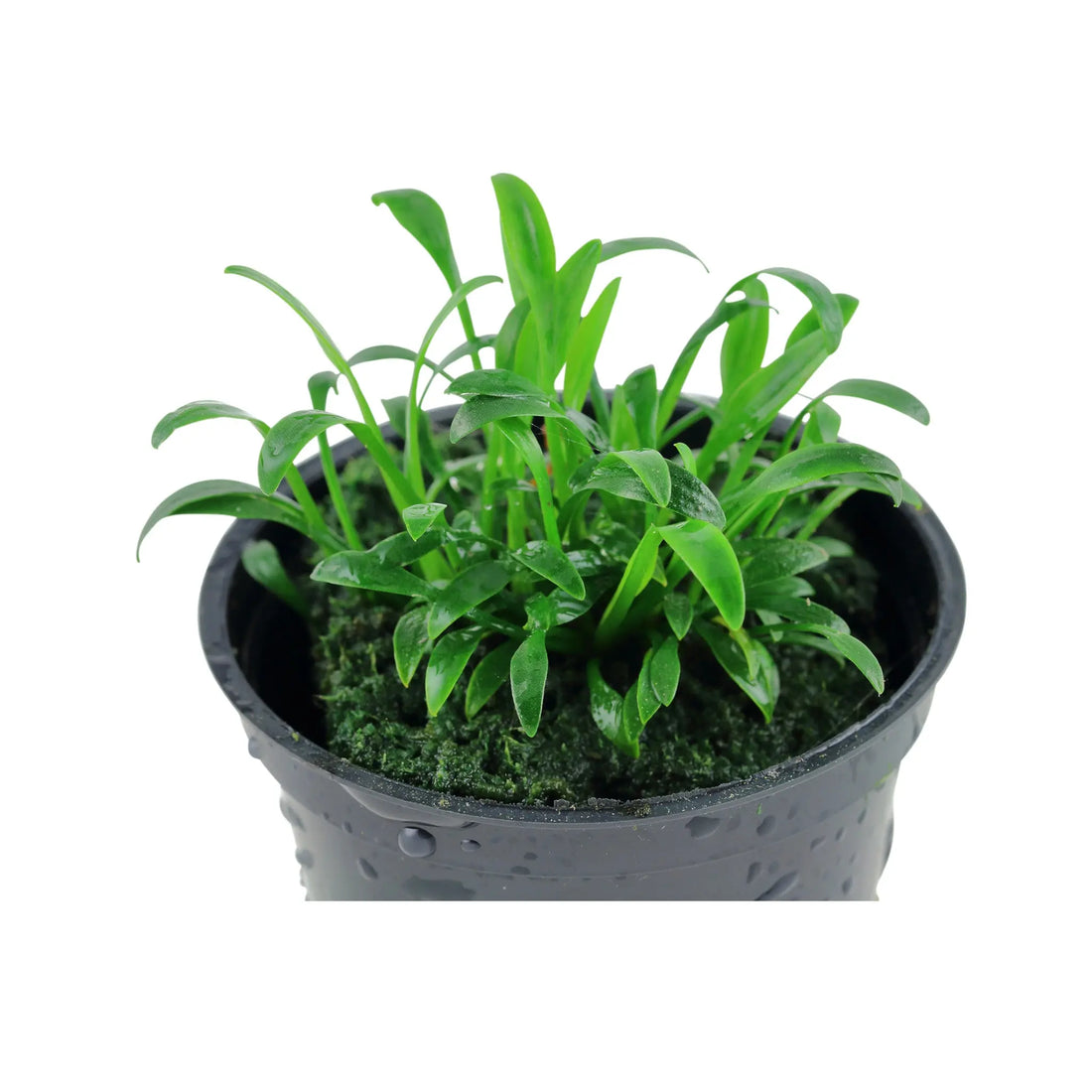 Cryptocoryne parva (Tiny cryptocoryne) Tropica