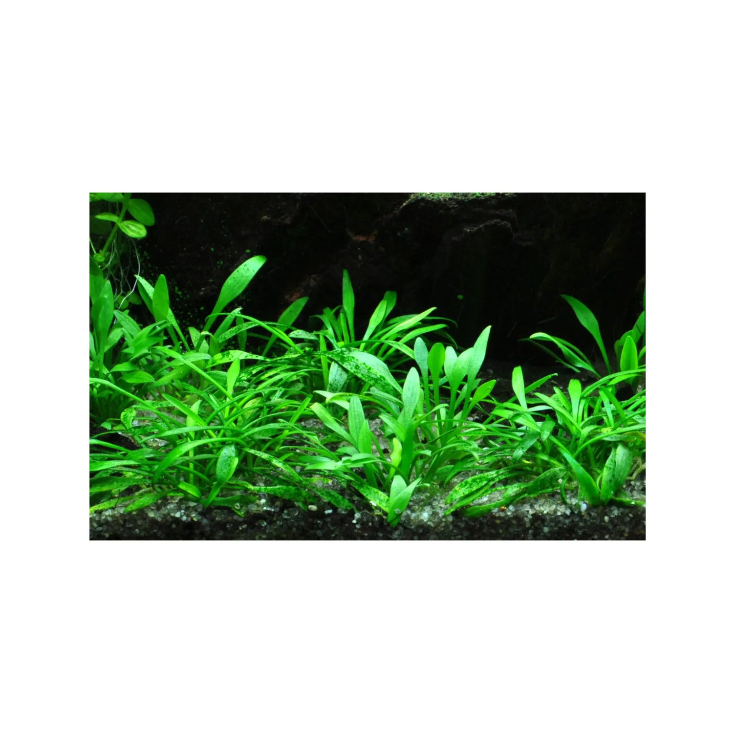 Cryptocoryne parva (Tiny cryptocoryne) Tropica